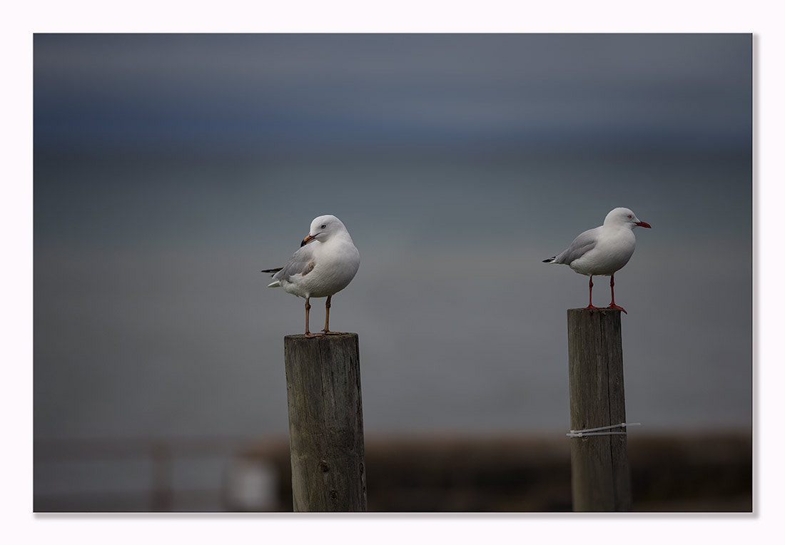 Canon EF 200mm F2.8L II USM sample photo. Seagull photography