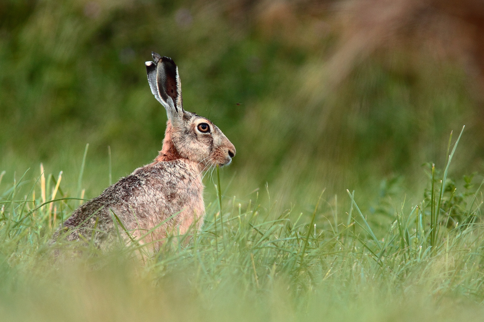 Canon EF 300mm F4L IS USM sample photo