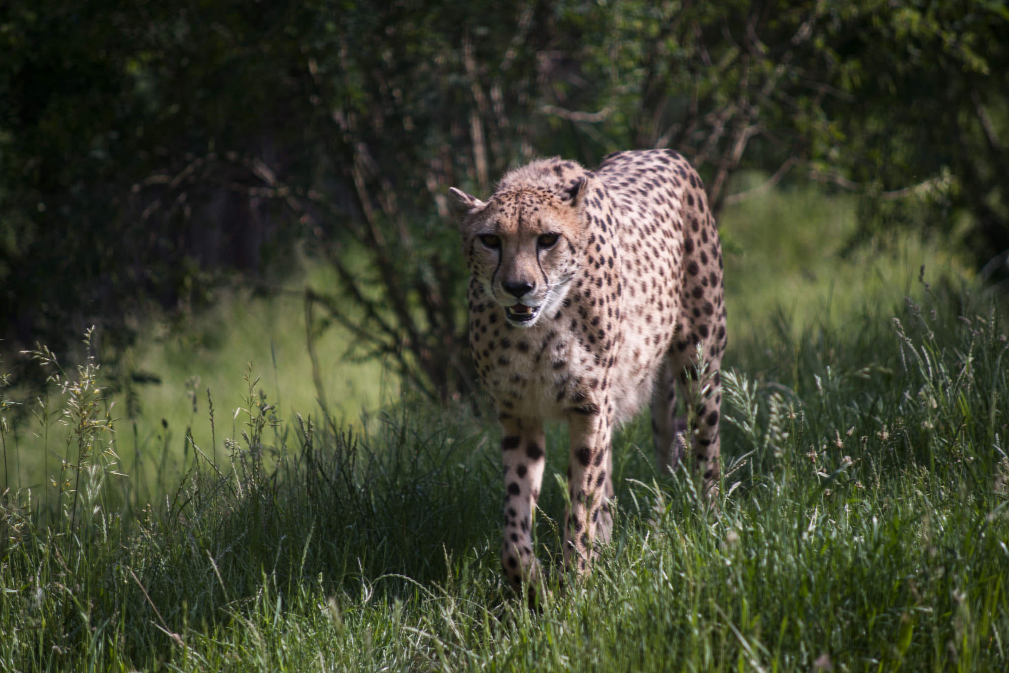 Nikon D600 + AF Nikkor 70-210mm f/4-5.6 sample photo. Cheetah photography