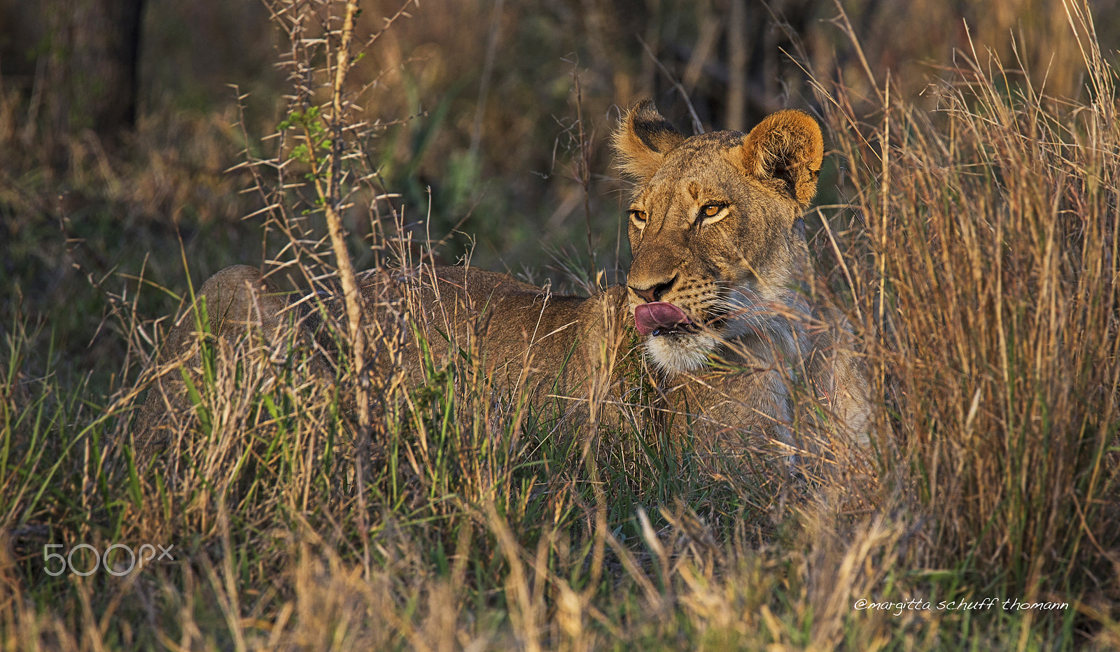 Tamron SP 150-600mm F5-6.3 Di VC USD sample photo. Waiting... photography