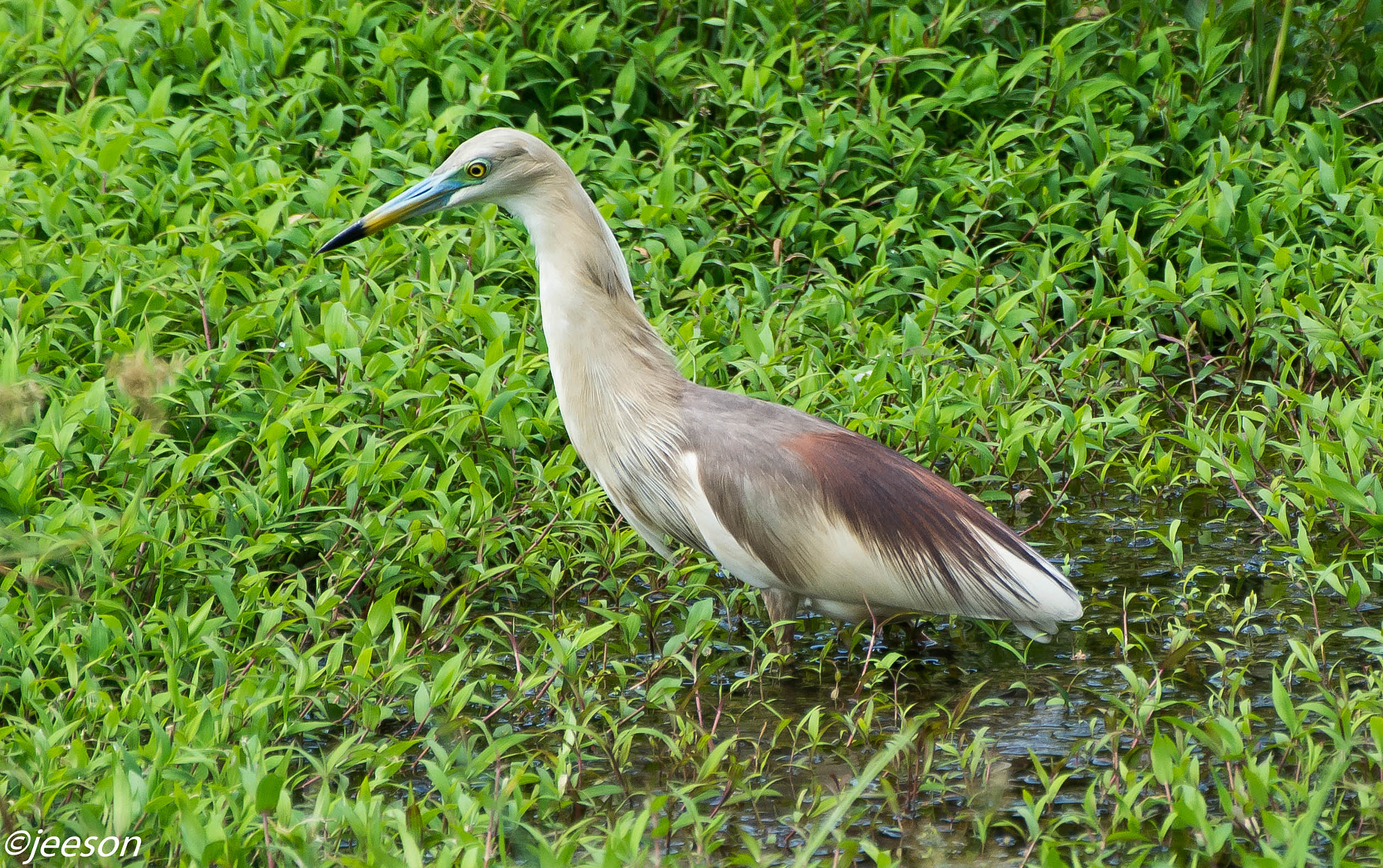 Nikon AF-S Nikkor 200-500mm F5.6E ED VR sample photo. Dsc_8680.jpg photography