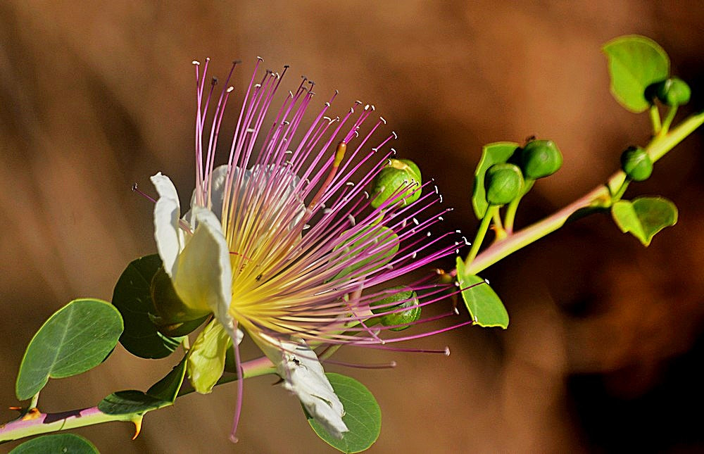 Sigma 70-300mm F4-5.6 APO Macro Super II sample photo. Capparis spinosa - kapari photography