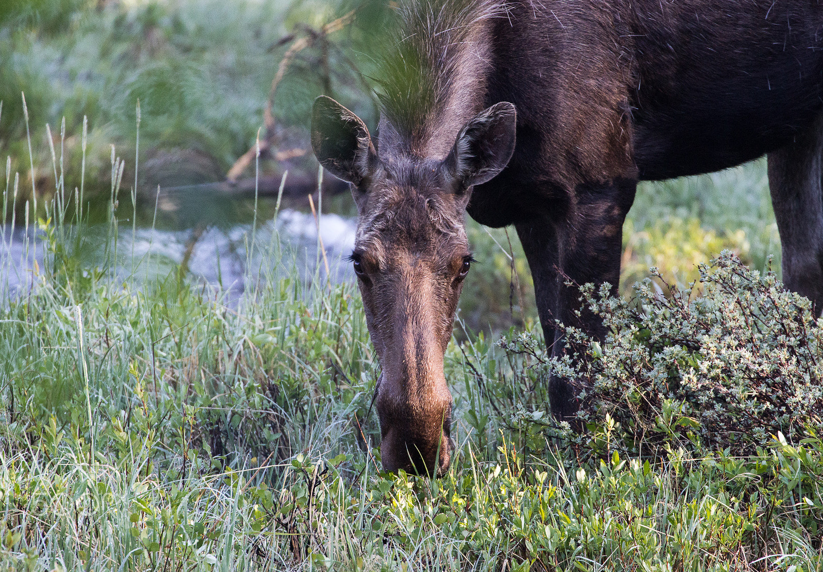 Canon EF 70-300mm F4-5.6L IS USM sample photo. Moose photography