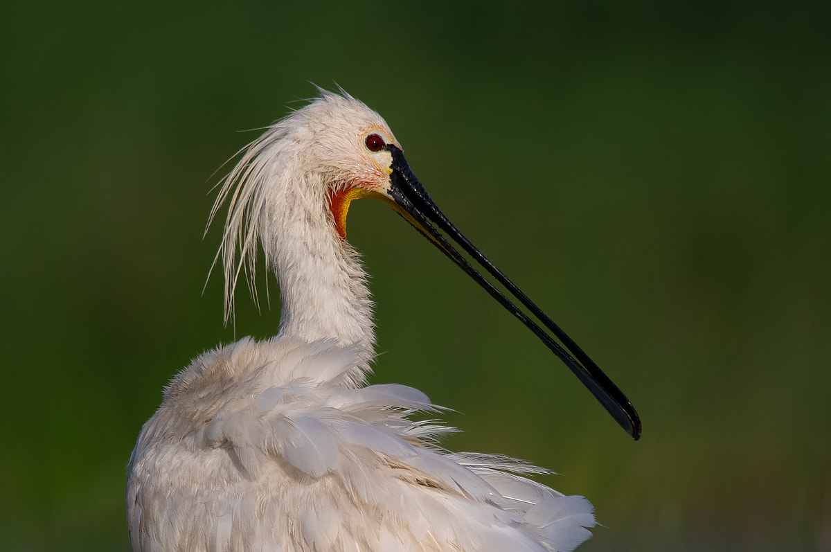 Sigma 150-500mm F5-6.3 DG OS HSM sample photo. 416890886763 photography