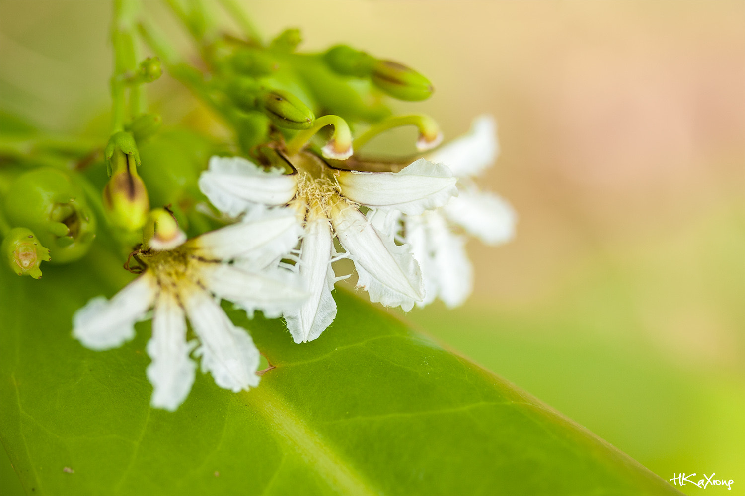 Canon EF-S 60mm F2.8 Macro USM sample photo. Scaevola photography