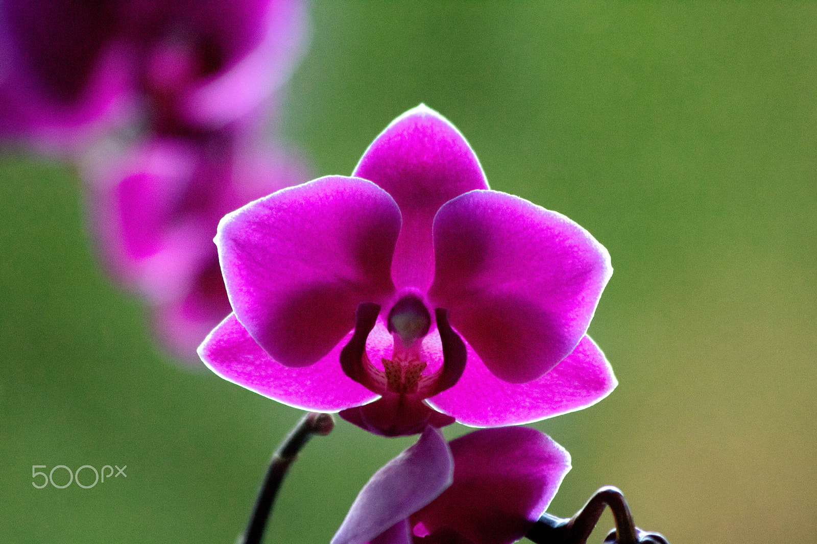 Canon EF 70-300mm F4-5.6 IS USM sample photo. Phalaenopsis photography