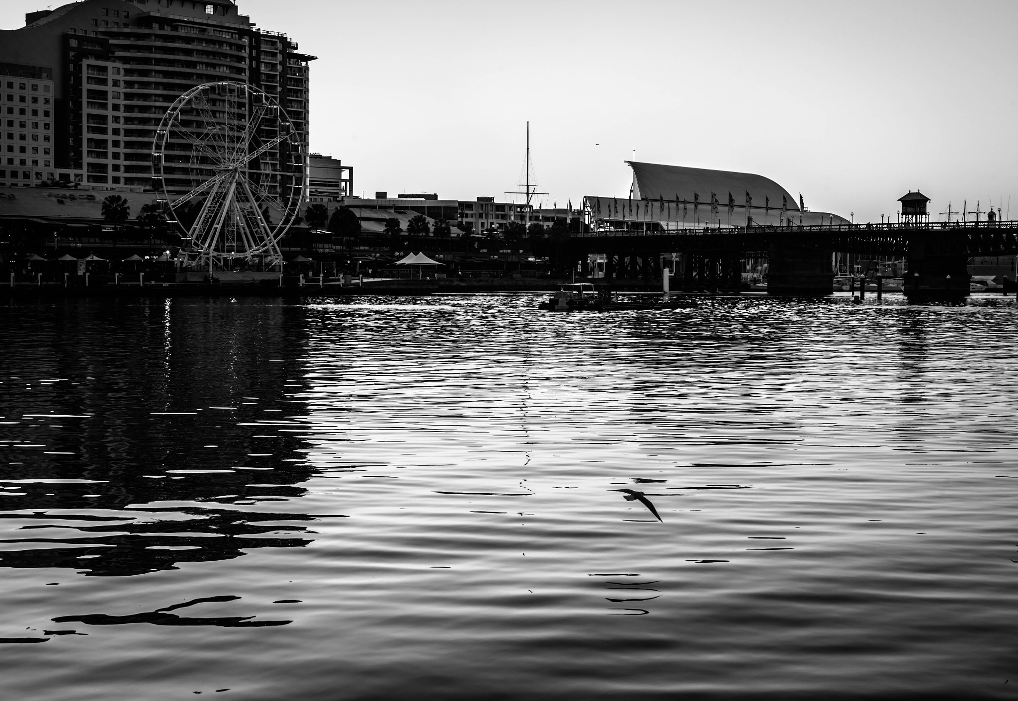 Leica Tri-Elmar-M 16-18-21mm F4 ASPH sample photo. Seagull on the water photography