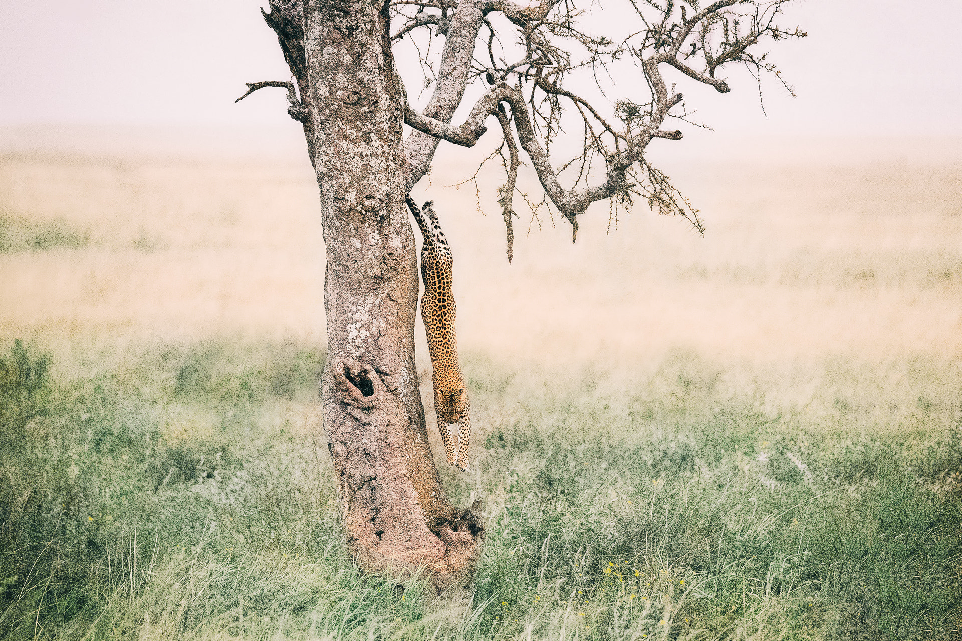 150-600mm F5-6.3 DG OS HSM | Sports 014 sample photo. Leopard photography