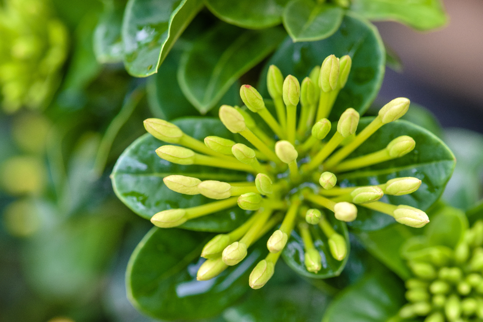 Nikon AF-S Micro-Nikkor 105mm F2.8G IF-ED VR sample photo. White buds photography