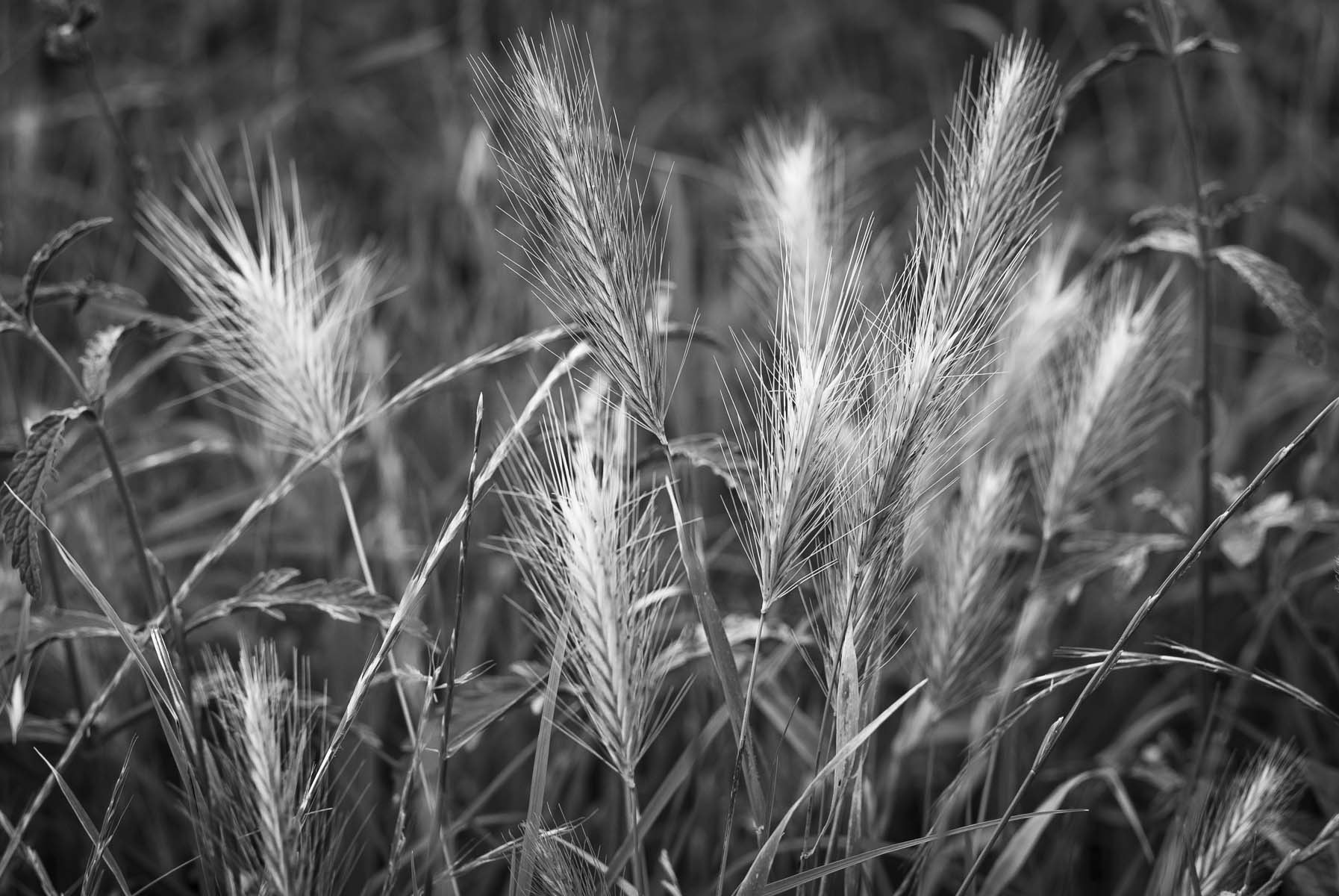Fujifilm X-E2S + Fujifilm XF 56mm F1.2 R sample photo. Corn photography