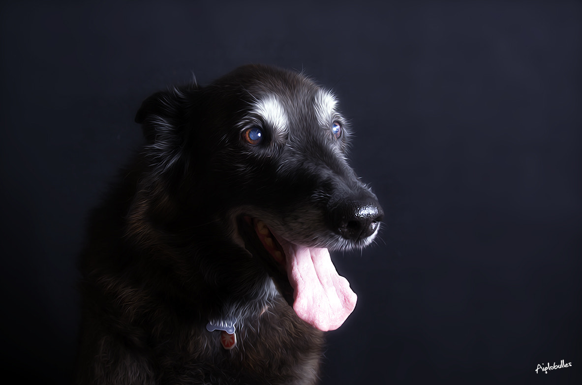 Sigma 17-70mm F2.8-4 DC Macro HSM | C sample photo. Czako photography
