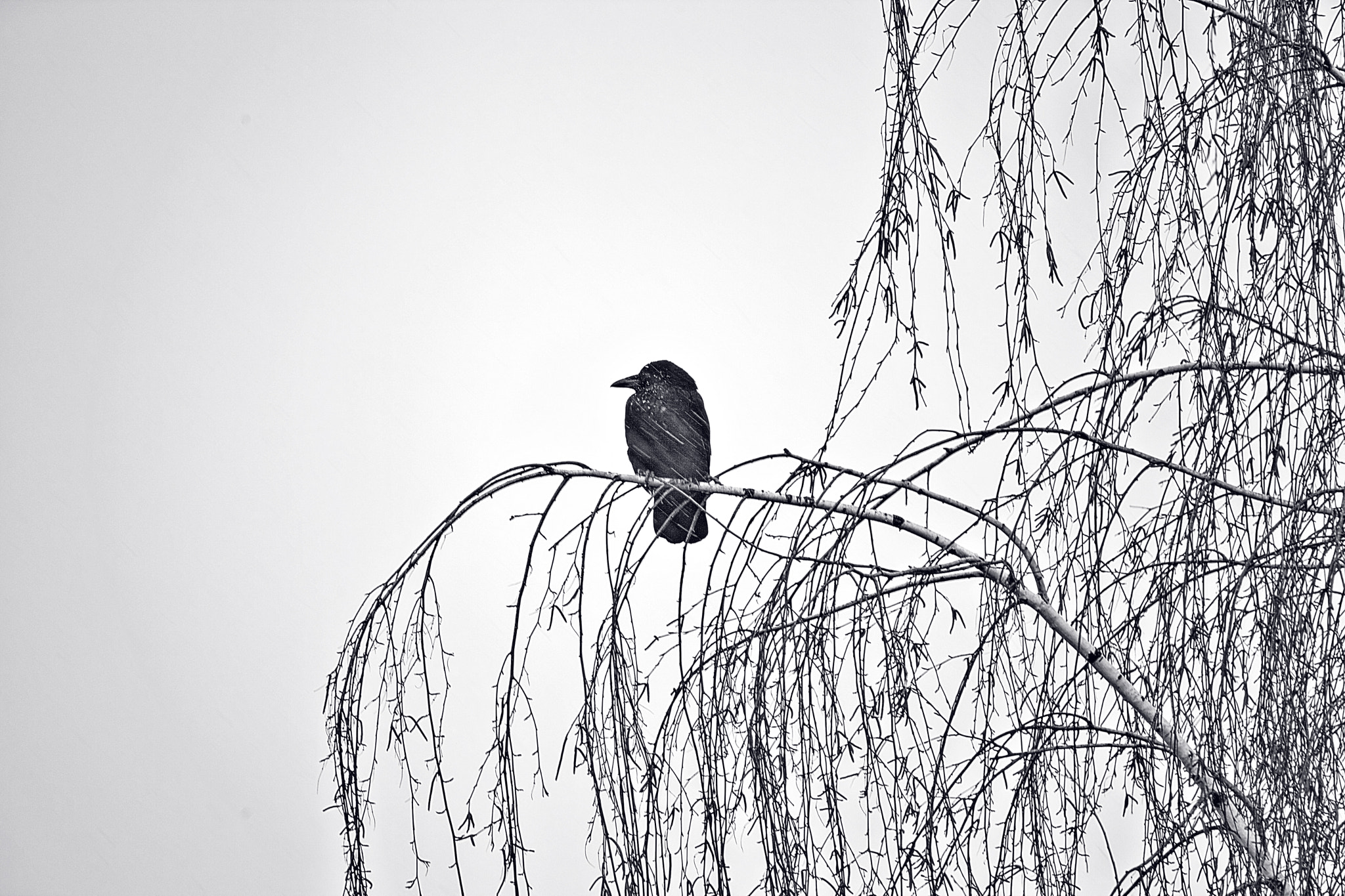 Tamron SP 150-600mm F5-6.3 Di VC USD sample photo. 0011 photography