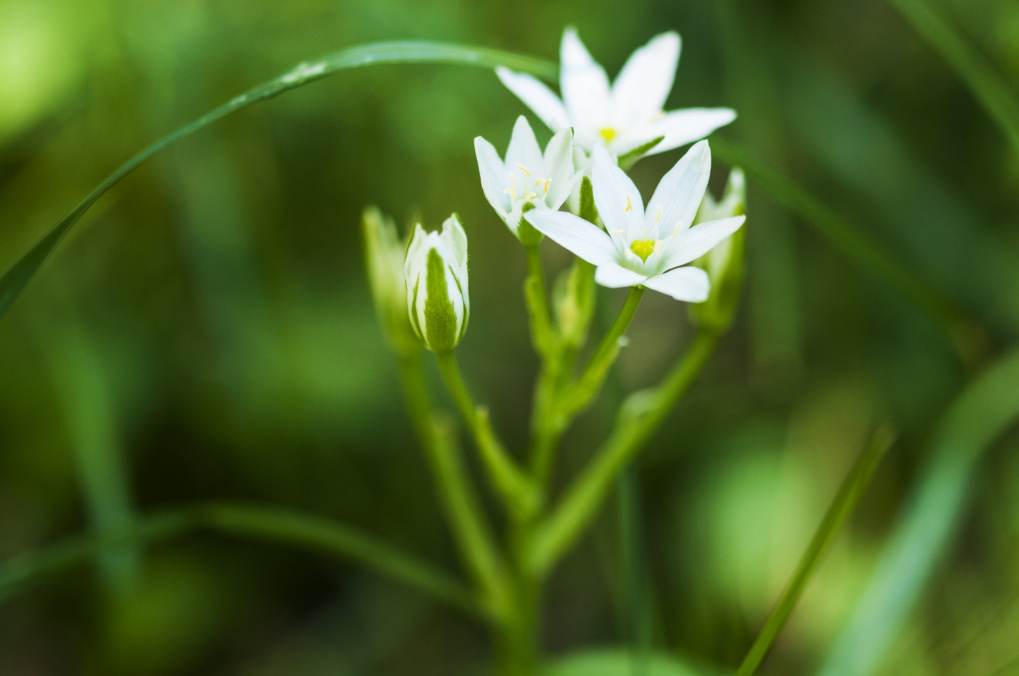Sigma 105mm F2.8 EX DG OS HSM sample photo. Flor photography