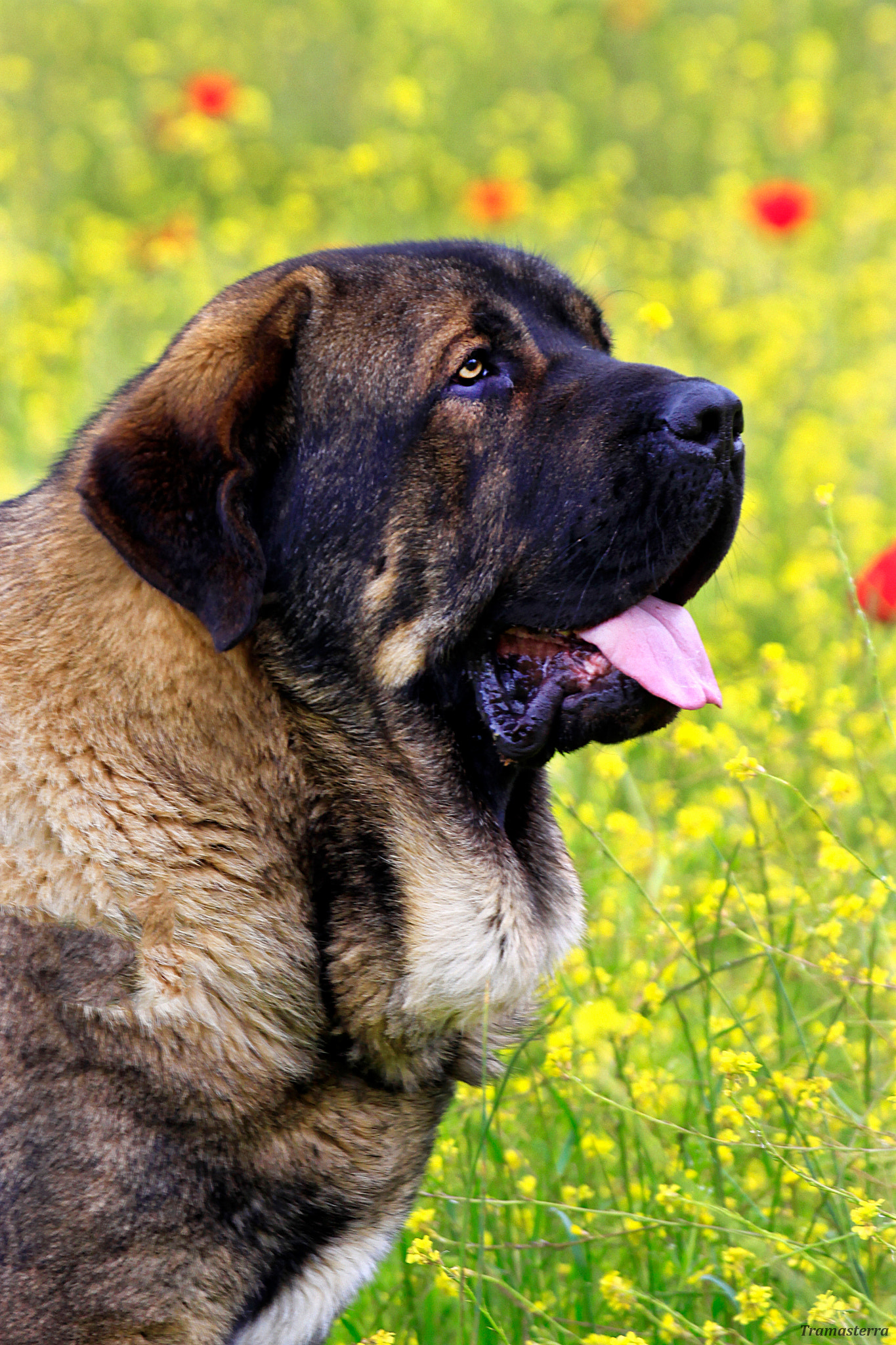 Canon EF 100-400mm F4.5-5.6L IS USM sample photo. Spanish mastiff photography