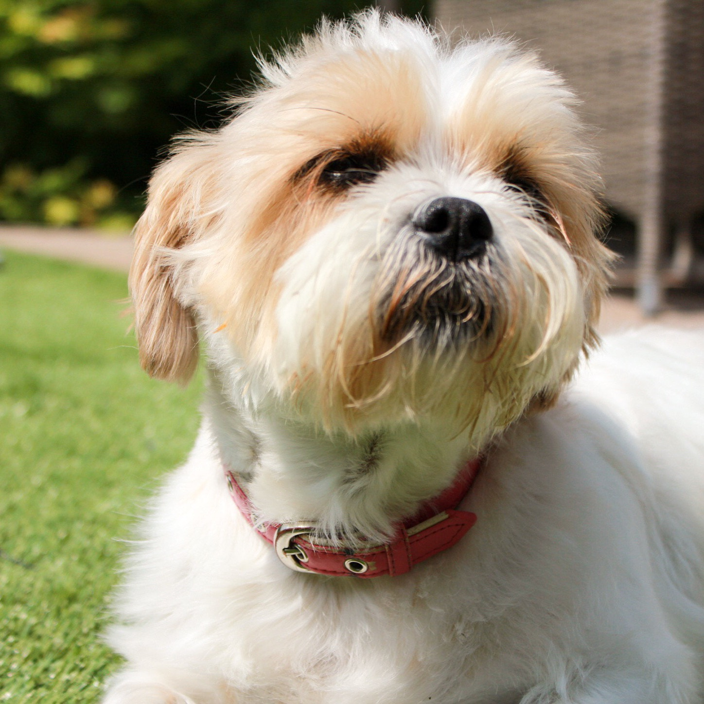Canon EF-S 18-55mm F3.5-5.6 IS sample photo. How cute is he??? photography
