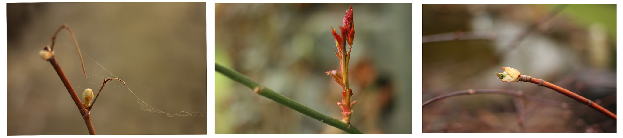 Canon EF 35mm F2 IS USM sample photo. Collage photography