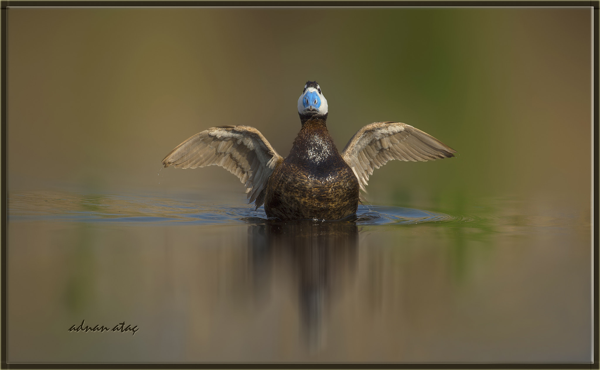 Sigma 300-800mm F5.6 EX DG HSM sample photo. Dikkuyruk - white headed duck - oxyura leucocephala photography