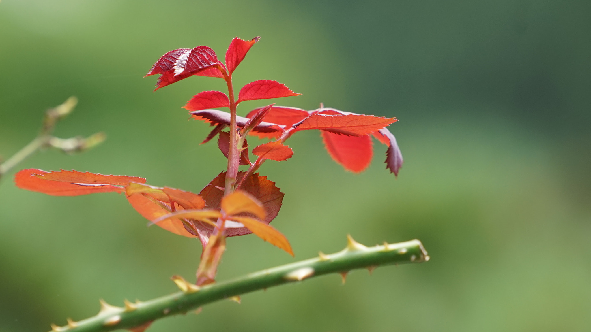 Sony a7 + Sony FE 70-200mm F4 G OSS sample photo. Not flower photography