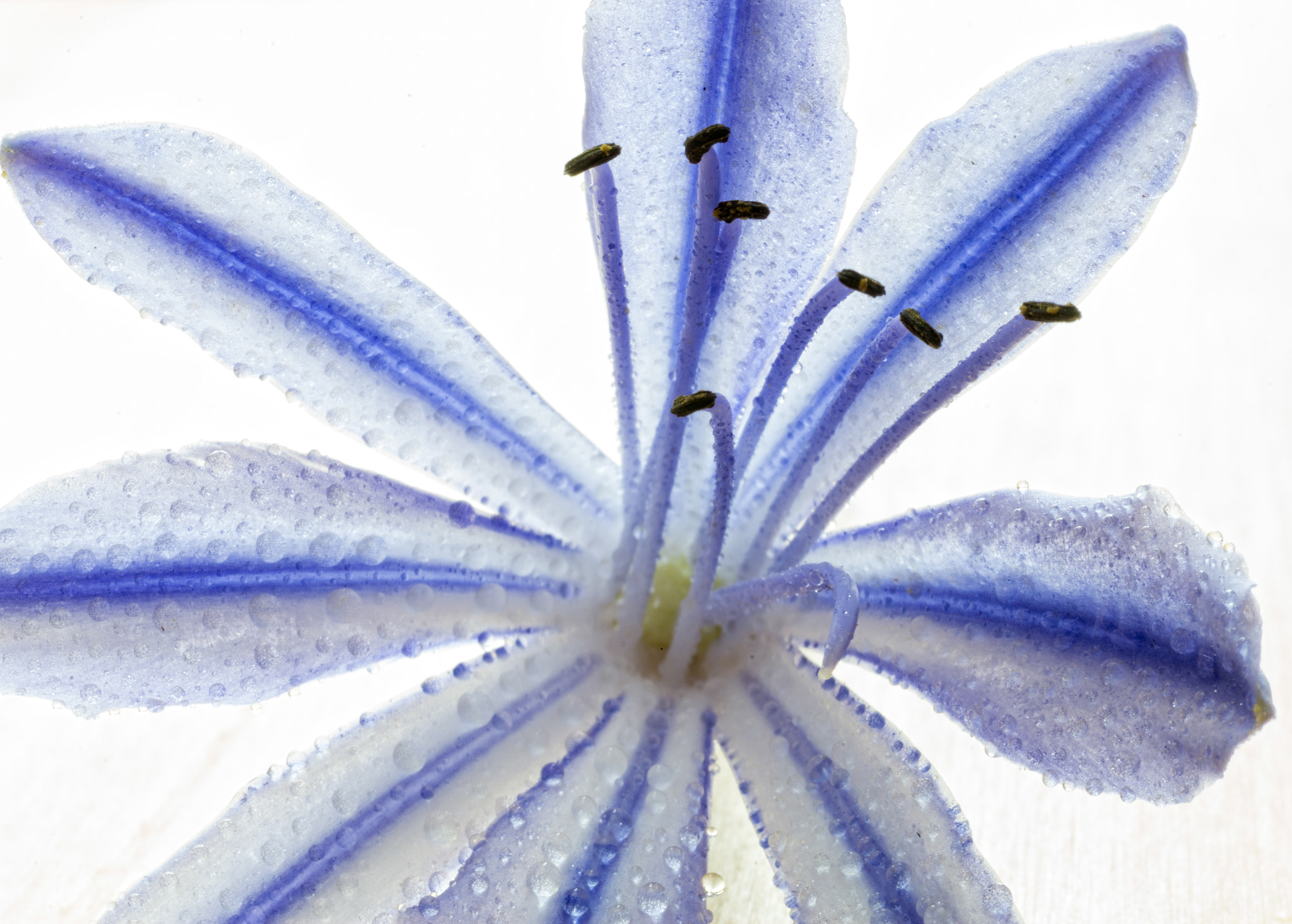 Pentax smc D-FA 50mm F2.8 Macro sample photo. Blue flower photography