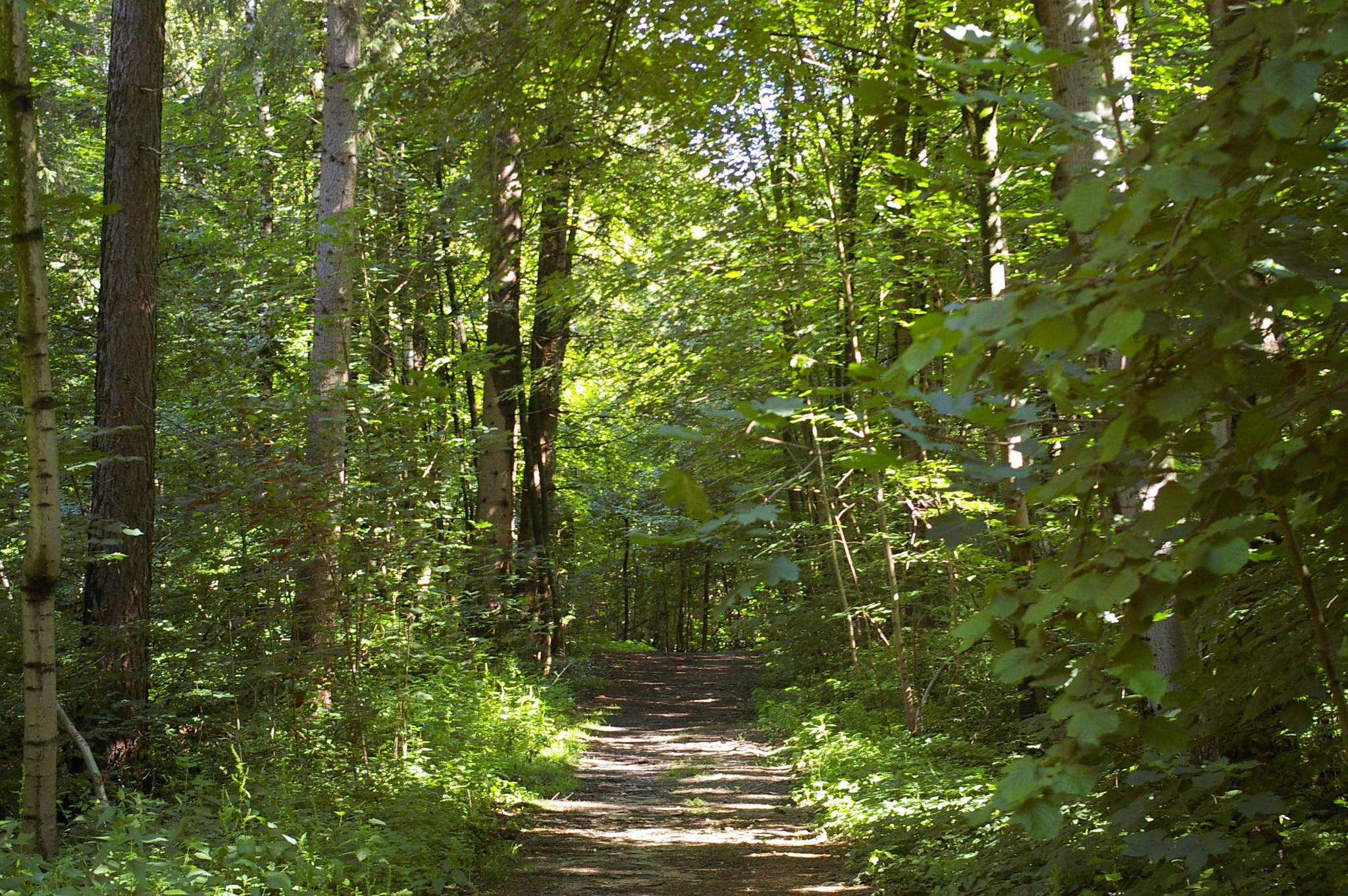 Pentax *ist DL sample photo. Path in the forest photography