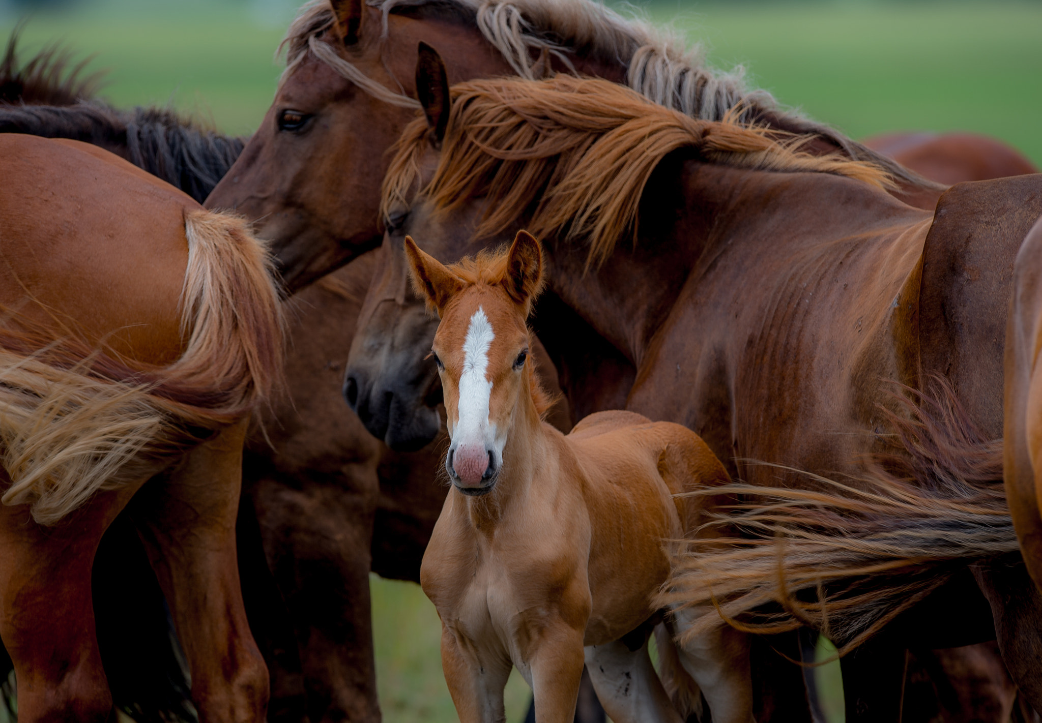 Nikon AF-S Nikkor 400mm F2.8G ED VR II sample photo. Horses photography