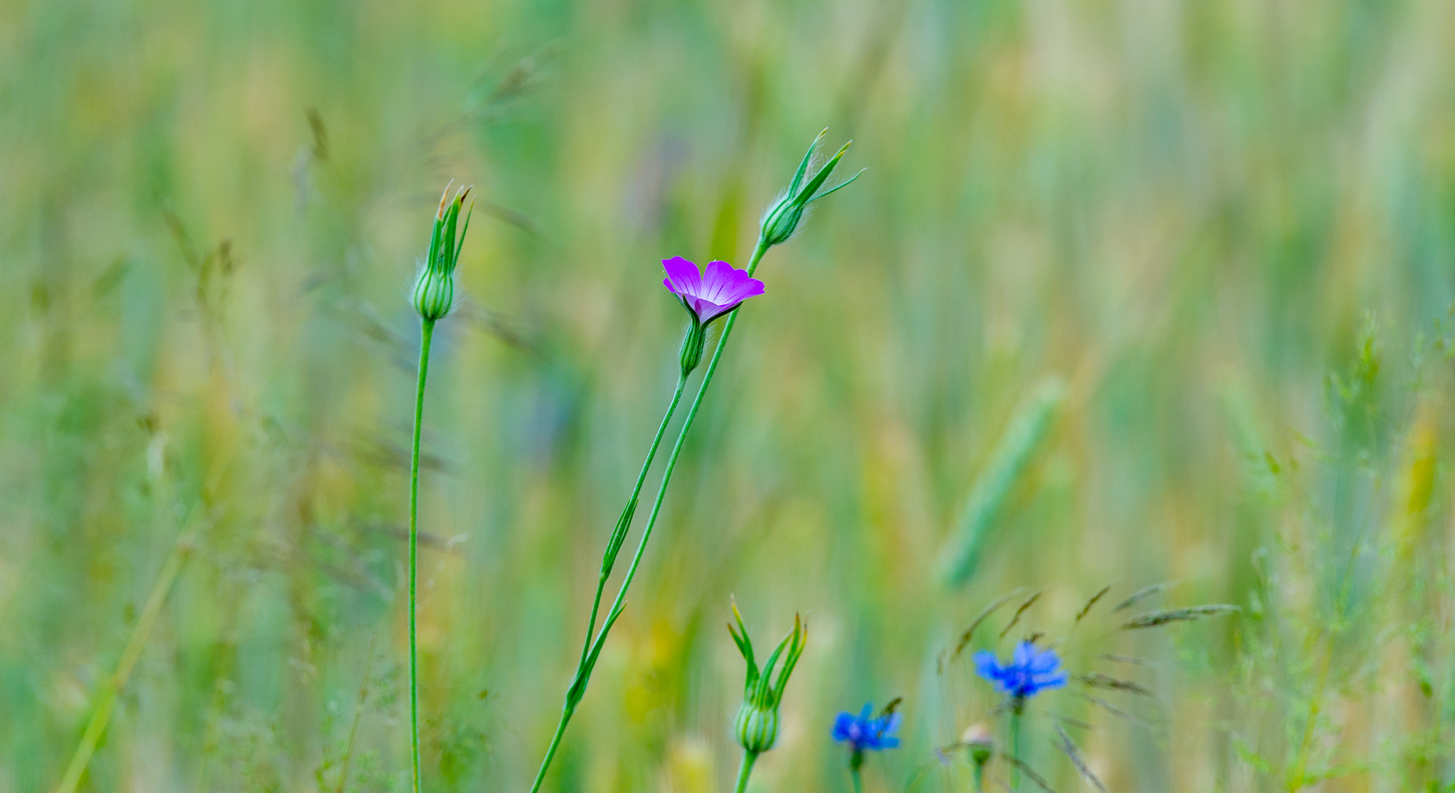 Nikon AF-S Nikkor 400mm F2.8G ED VR II sample photo. Vieniša gėlė photography