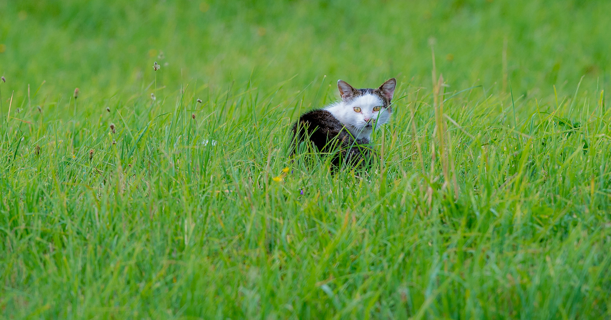 Nikon AF-S Nikkor 400mm F2.8G ED VR II sample photo. Katinas pievose photography