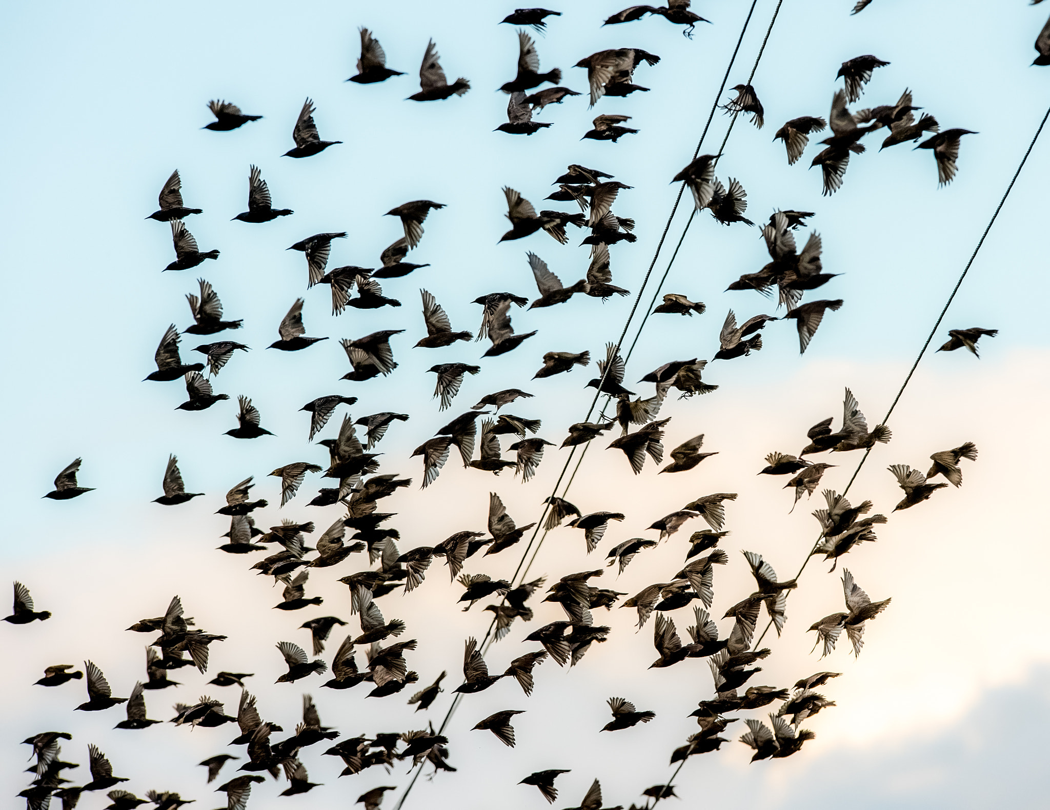 Nikon D4S + Nikon AF-S Nikkor 400mm F2.8G ED VR II sample photo. Starlings migration photography