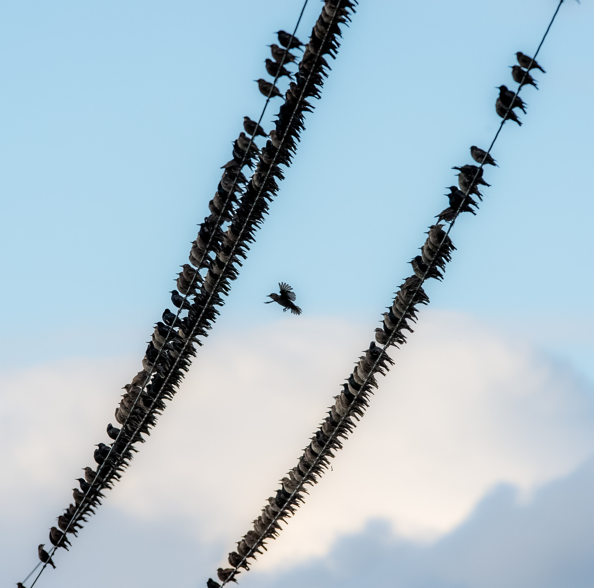 Nikon D4S + Nikon AF-S Nikkor 400mm F2.8G ED VR II sample photo. Starlings migration photography
