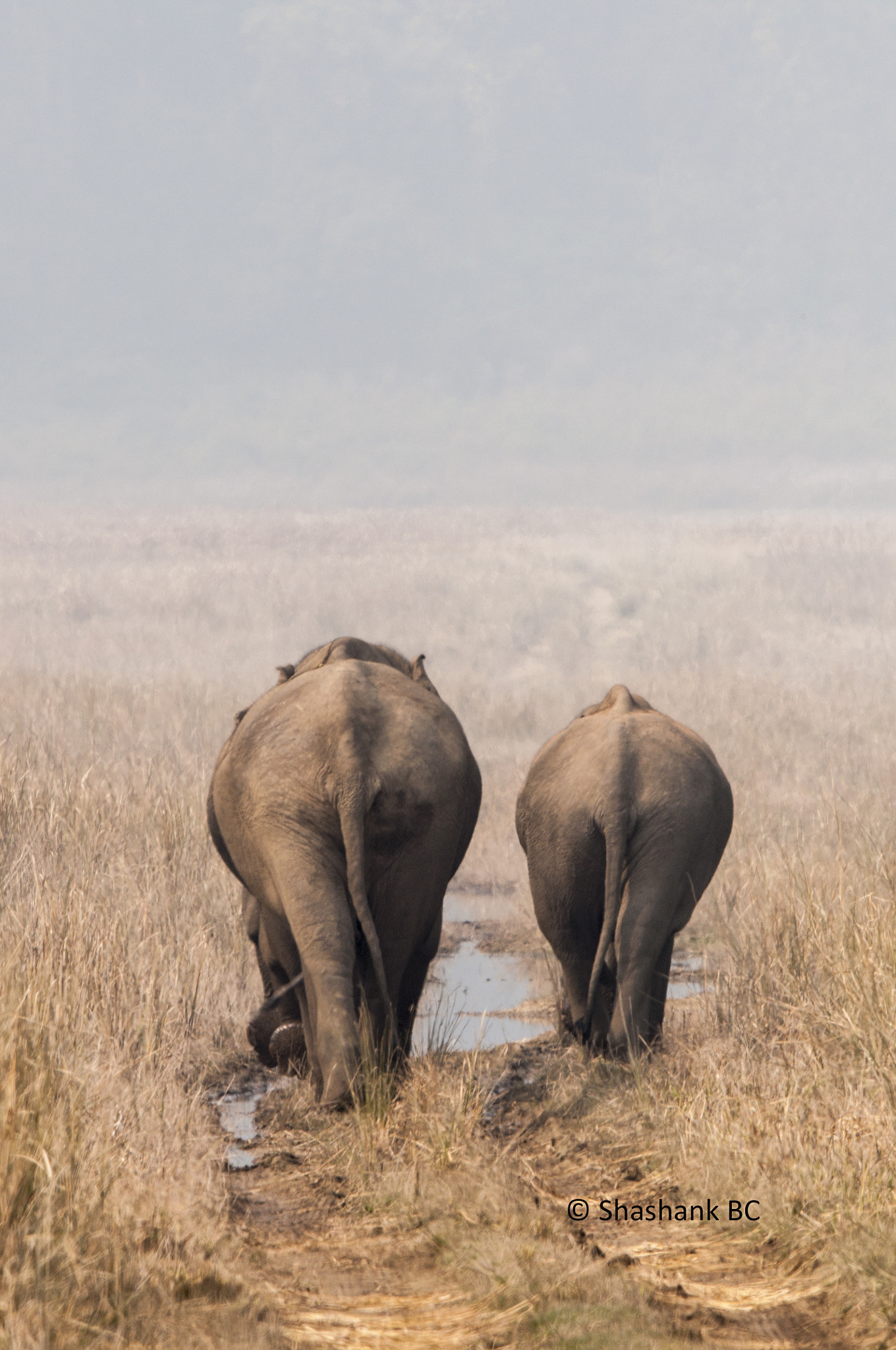 Nikon D90 + Nikon AF-S Nikkor 600mm F4G ED VR sample photo. Beauty of corbett! photography