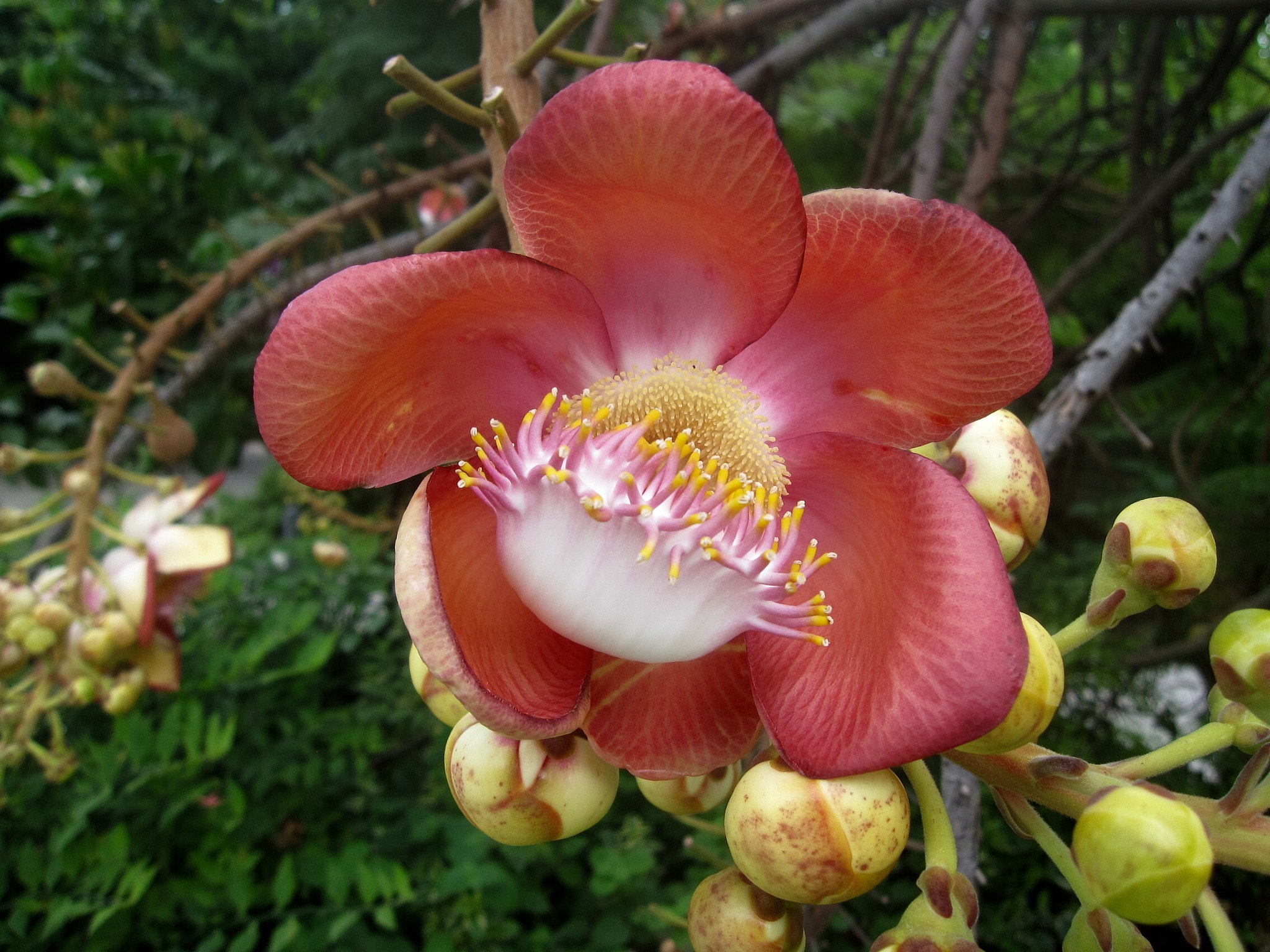 Canon PowerShot SD880 IS (Digital IXUS 870 IS / IXY Digital 920 IS) sample photo. Couroupita guianensis 炮弹花 photography