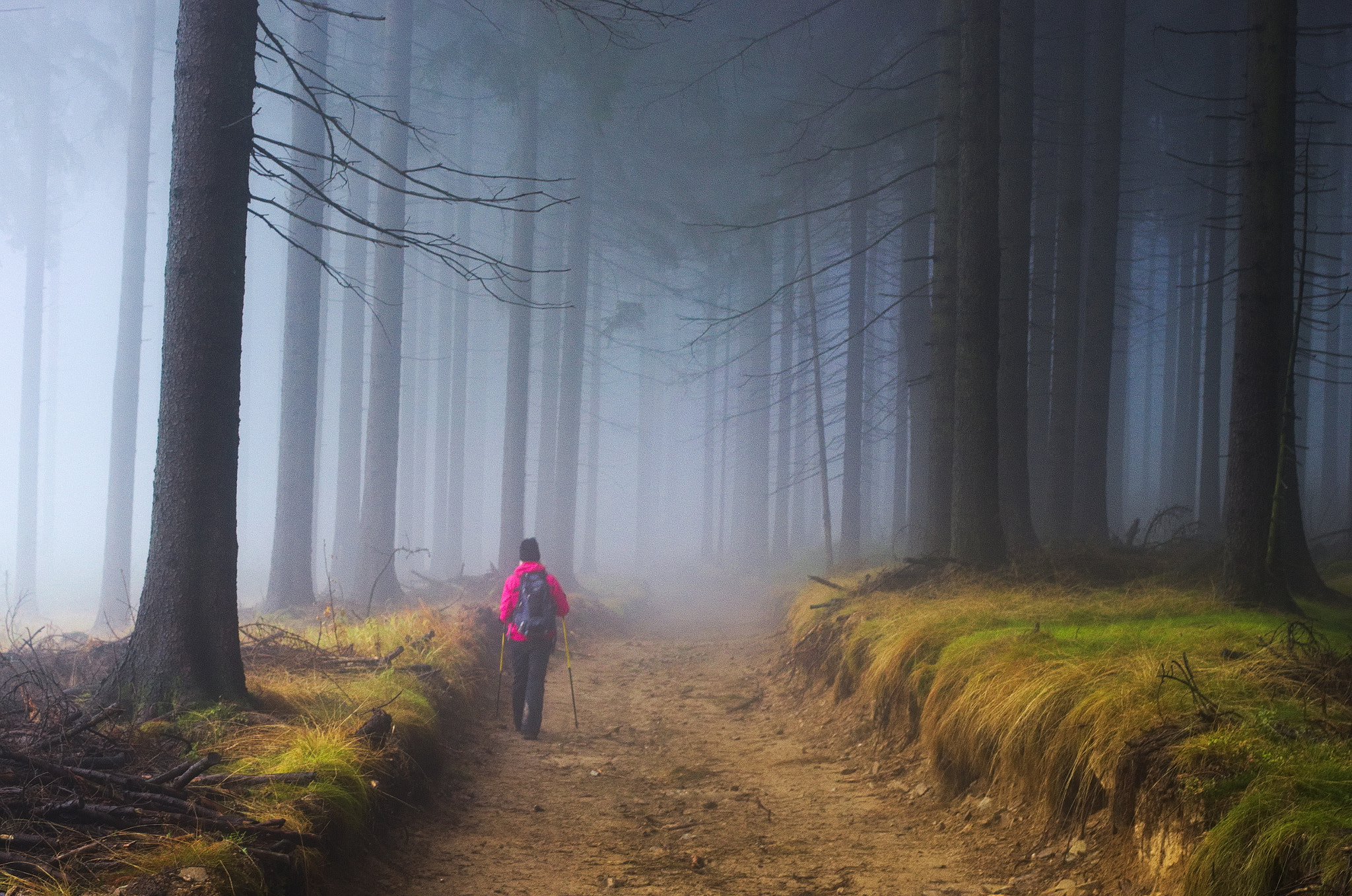 Pentax K-5 sample photo. A walk in forest photography