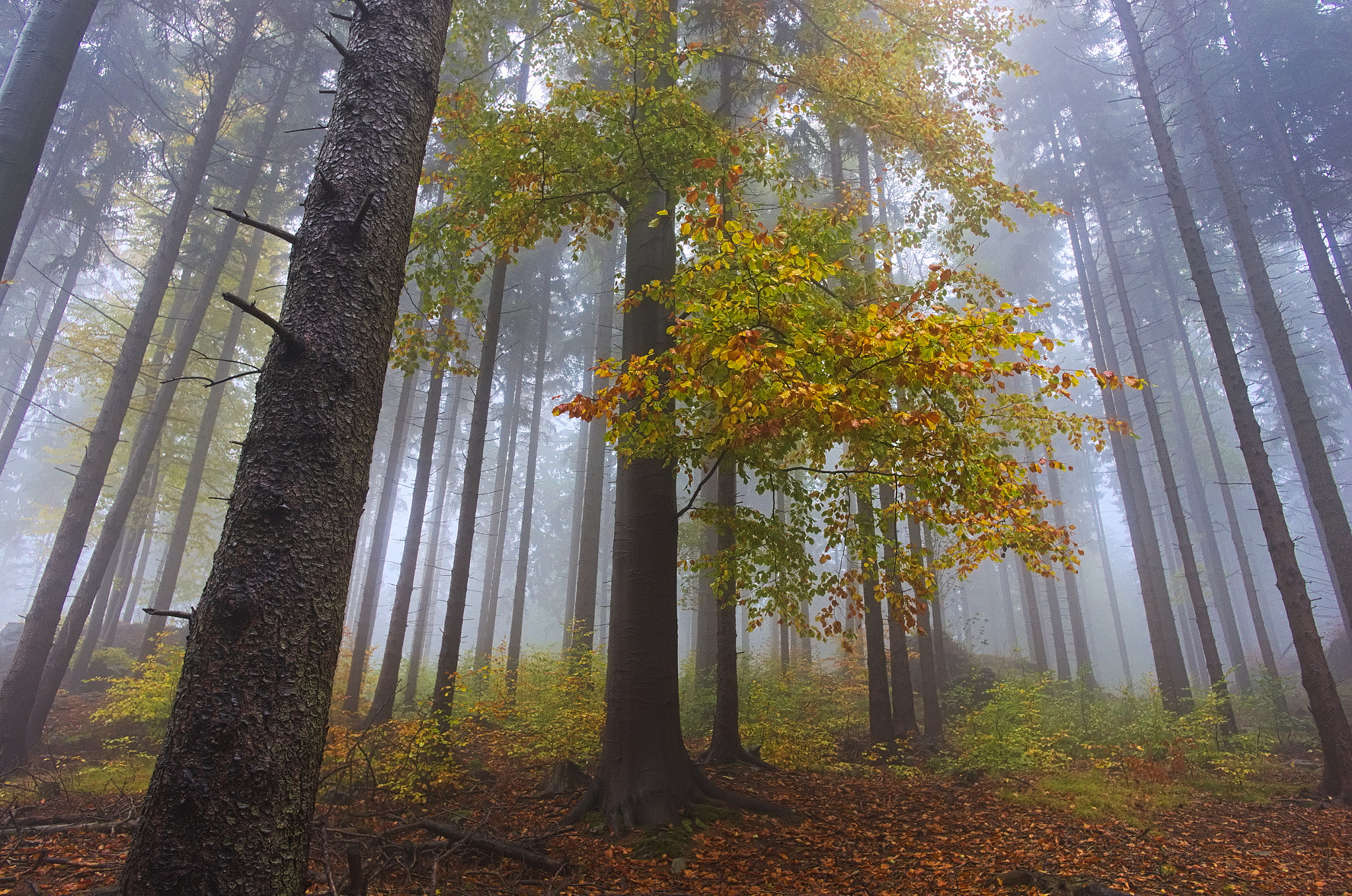 Pentax K-5 + Pentax smc DA 15mm F4 ED AL Limited sample photo. Autumn forest in kaczawskie mountains photography