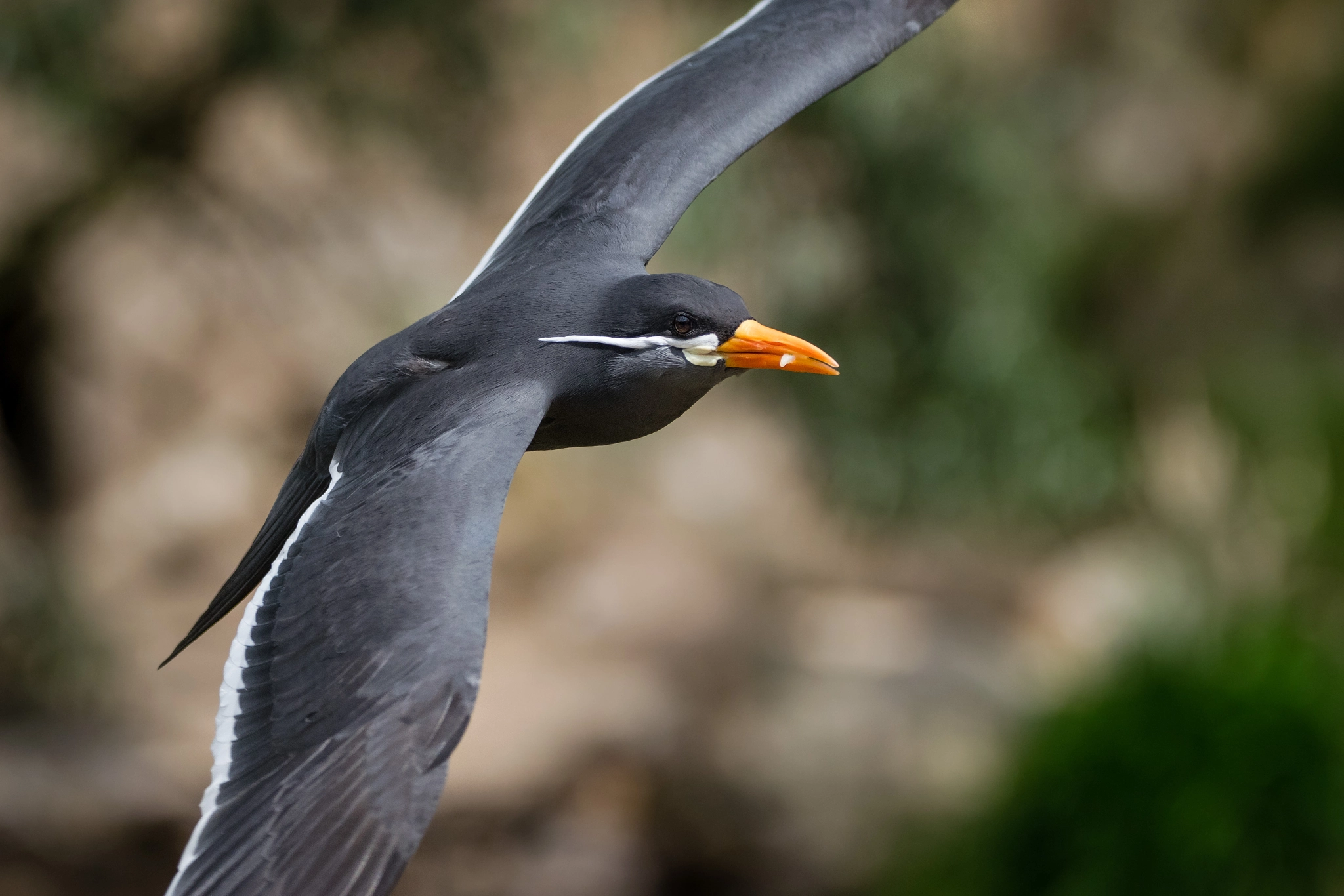 Sigma 150-600mm F5-6.3 DG OS HSM | C sample photo. Inca tern photography