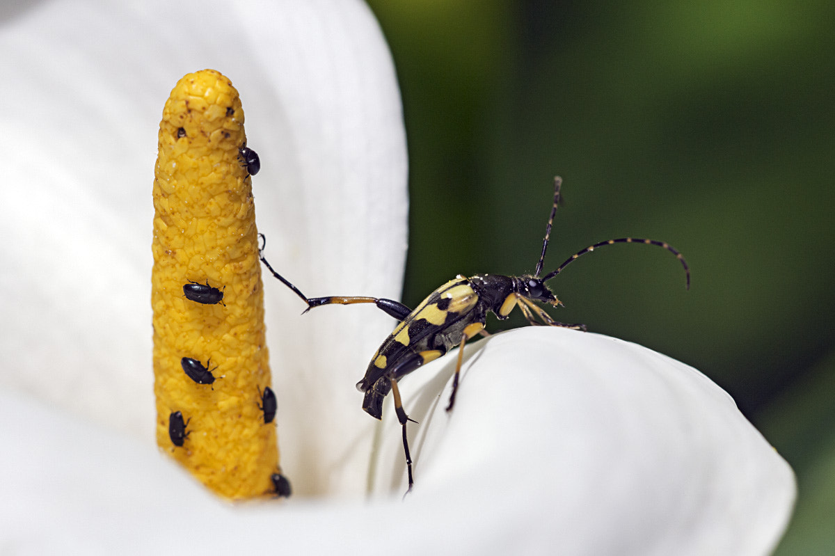 Sigma APO Macro 150mm f/2.8 EX DG HSM sample photo. Spotted longhorn photography