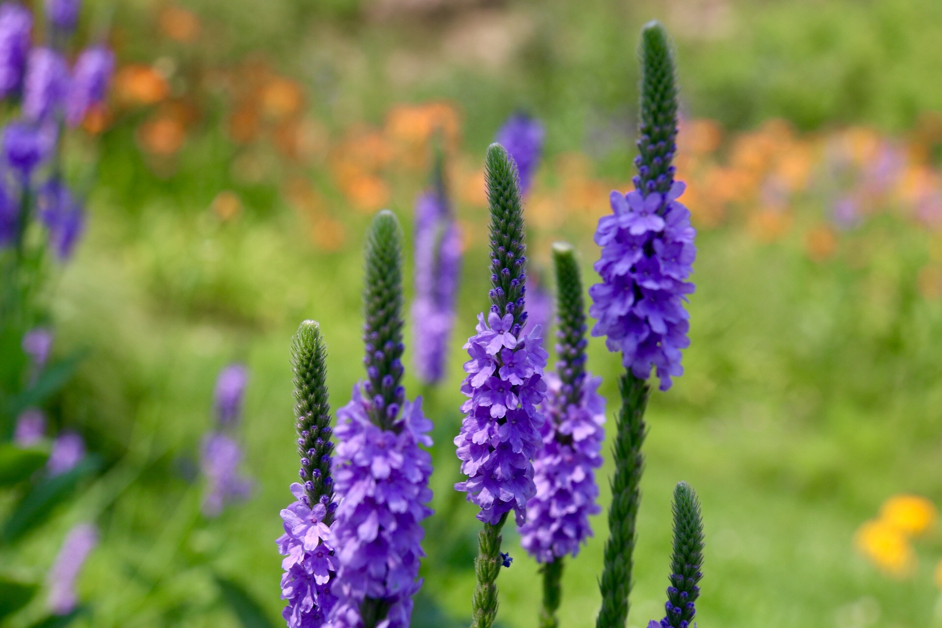 Canon EF-S 18-200mm F3.5-5.6 IS sample photo. Lovely purple photography