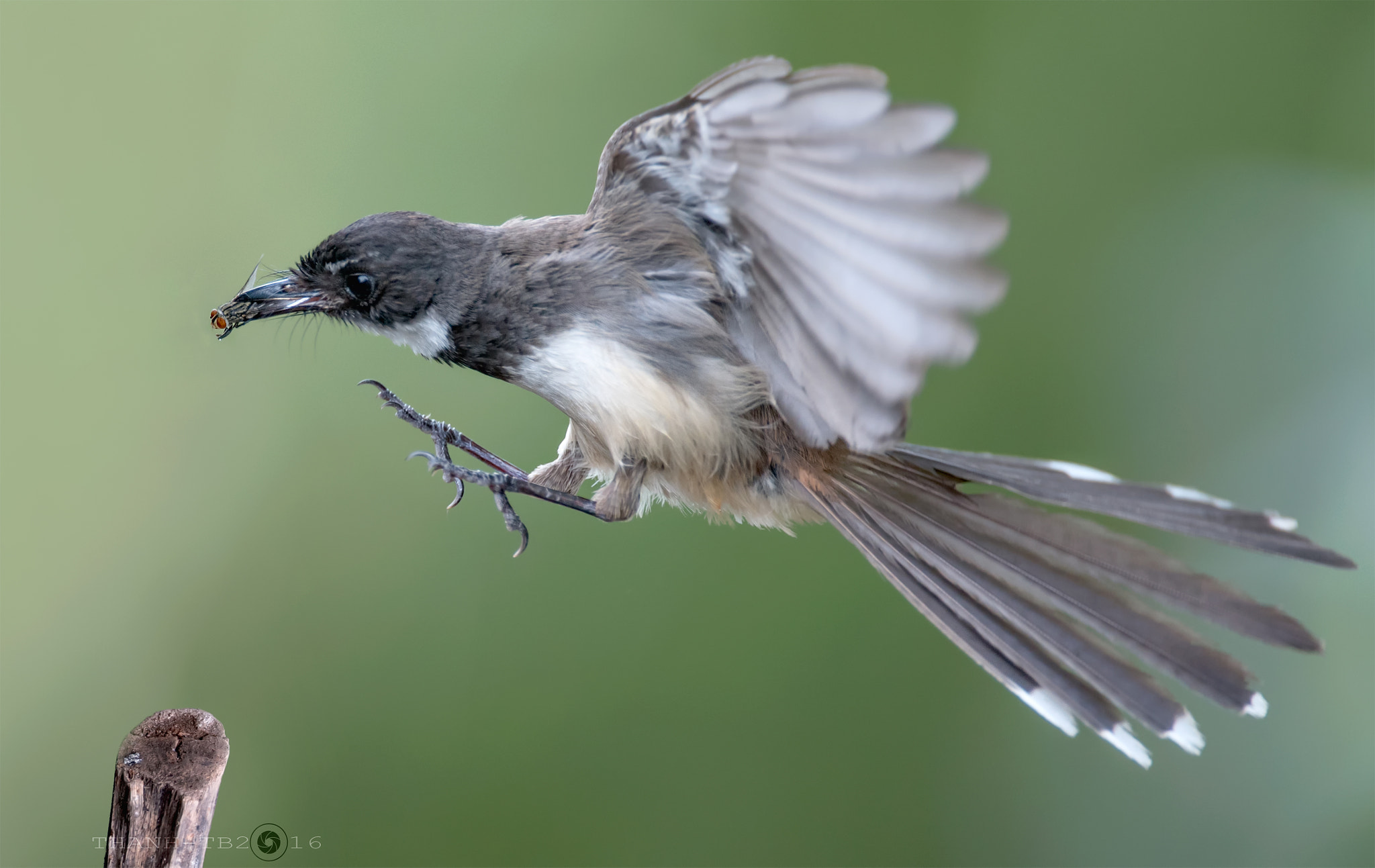 Nikon AF-S Nikkor 600mm F4D ED-IF II sample photo