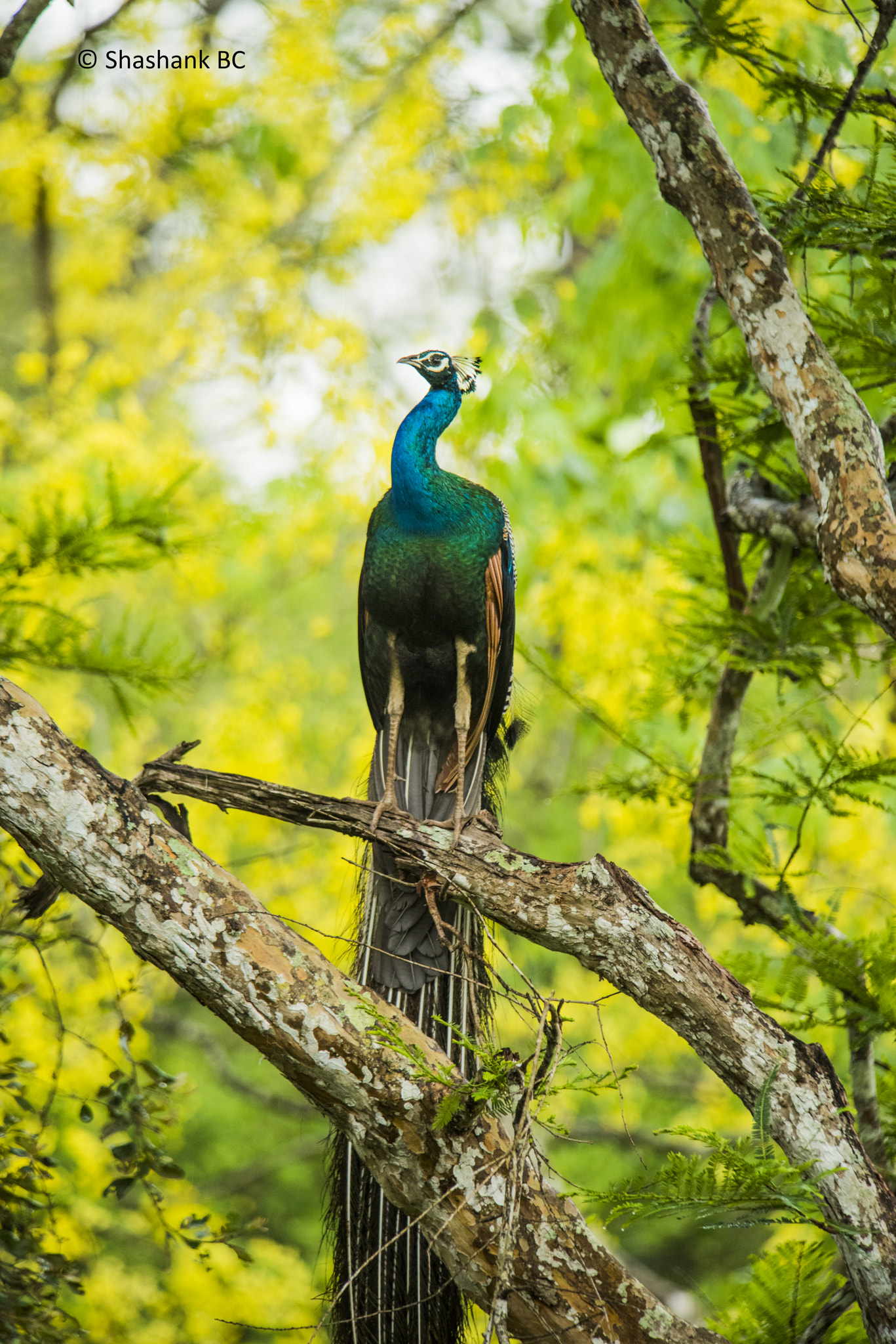 Nikon D810 + Nikon AF-S Nikkor 300mm F2.8G ED-IF VR sample photo. Nature's beautiful painting. photography