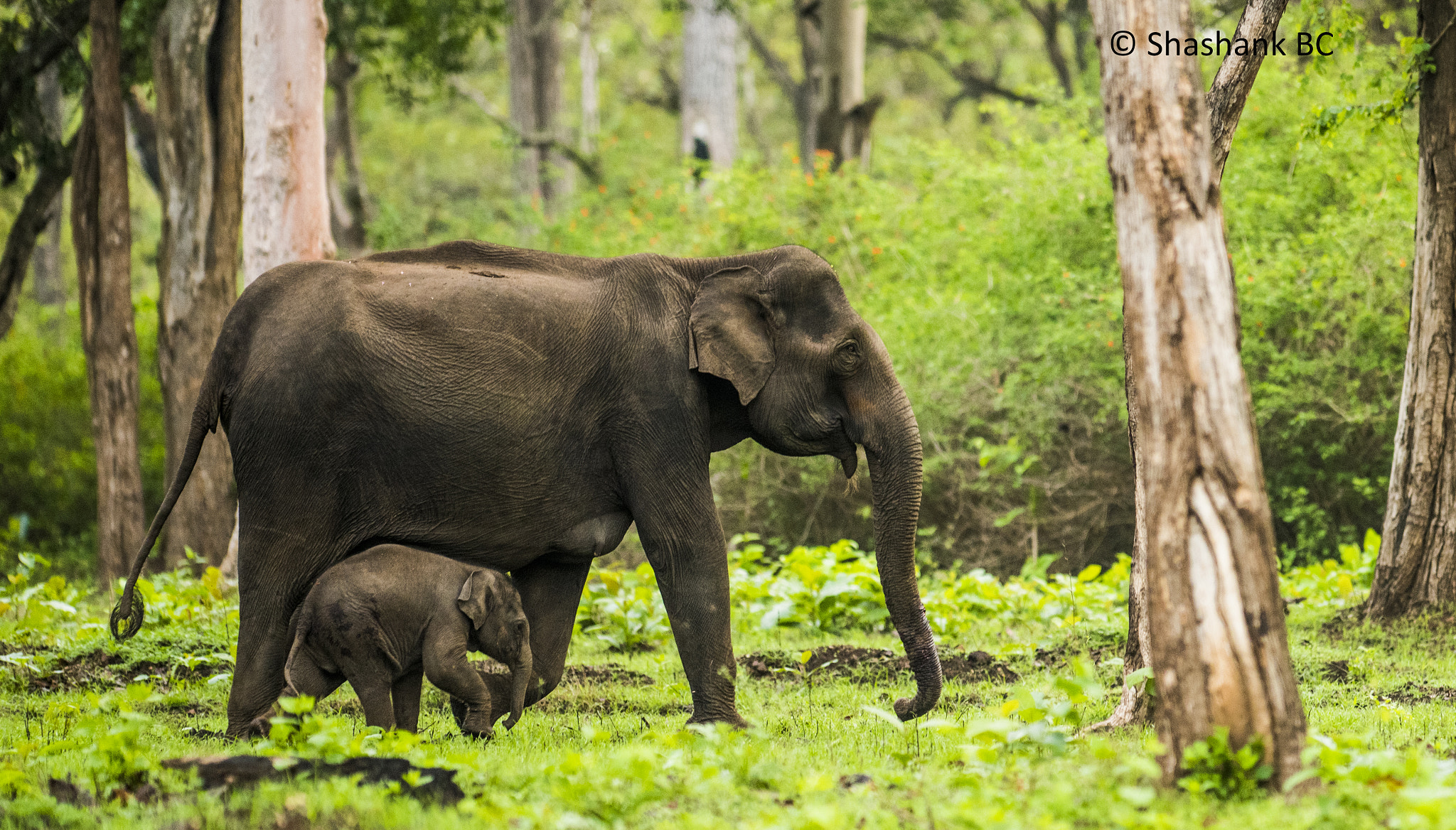 Nikon D810 + Nikon AF-S Nikkor 300mm F2.8G ED-IF VR sample photo. Motherhood. photography