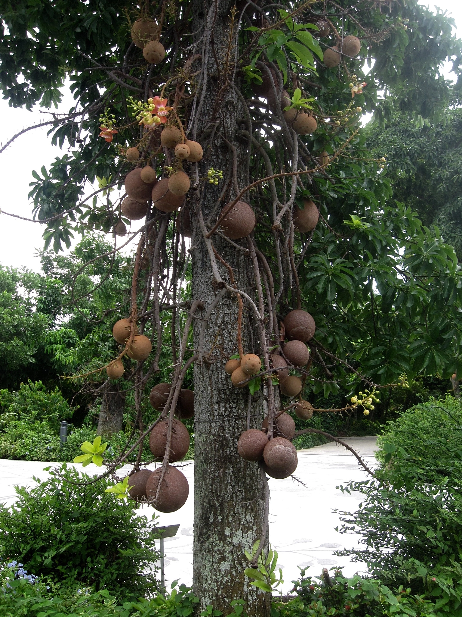 Canon PowerShot SD880 IS (Digital IXUS 870 IS / IXY Digital 920 IS) sample photo. Cannonball tree 炮弹树 photography