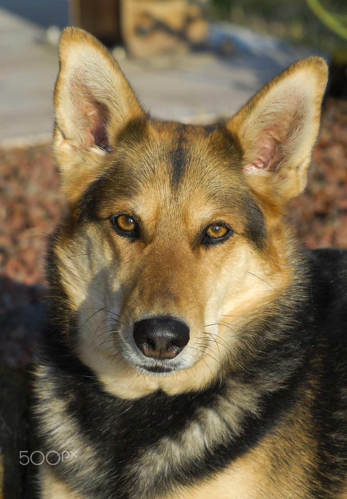 Nikon D200 + Nikon AF Nikkor 105mm F2D DC sample photo. Wolf photography