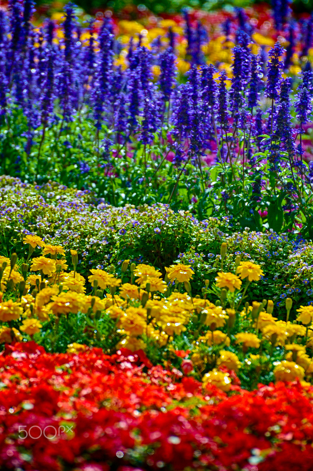 Nikon D40 sample photo. Prism of flora photography