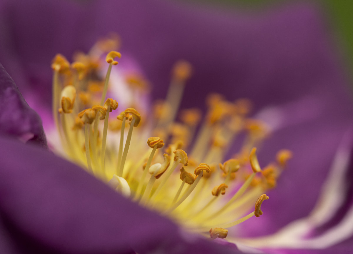 Sigma APO Macro 150mm f/2.8 EX DG HSM sample photo. Stamens photography