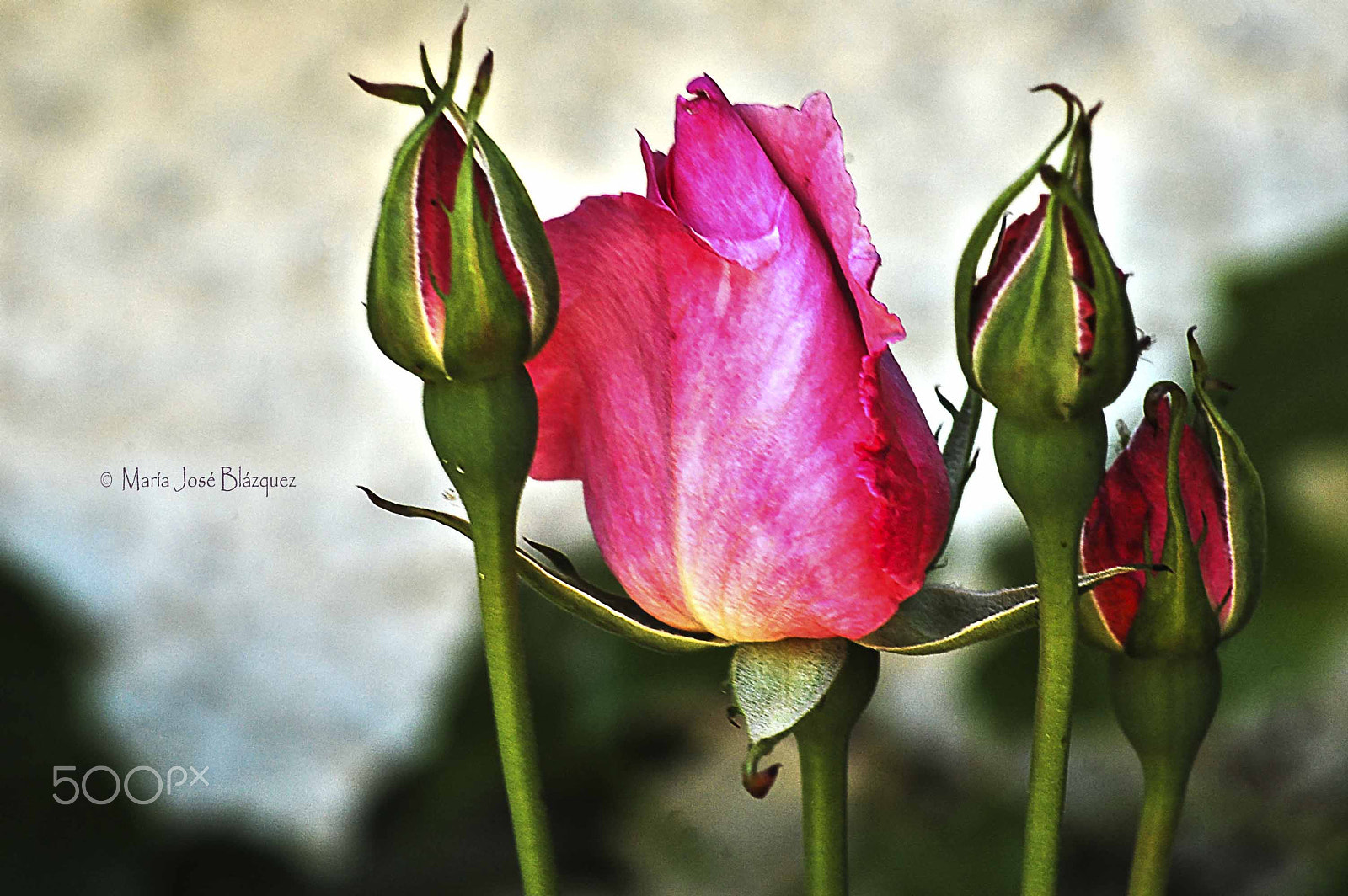 Nikon D40 sample photo. Rose photography