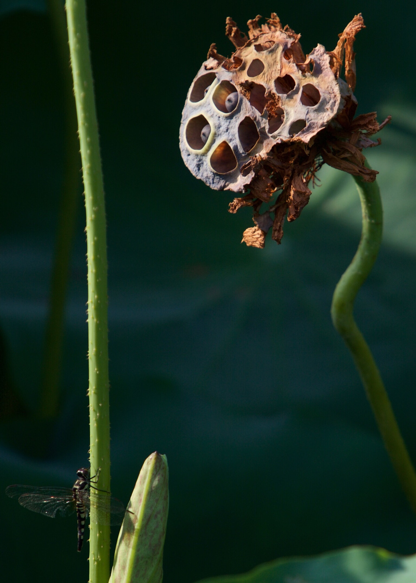 Canon EF 70-200mm F2.8L IS USM sample photo. Lotus photography