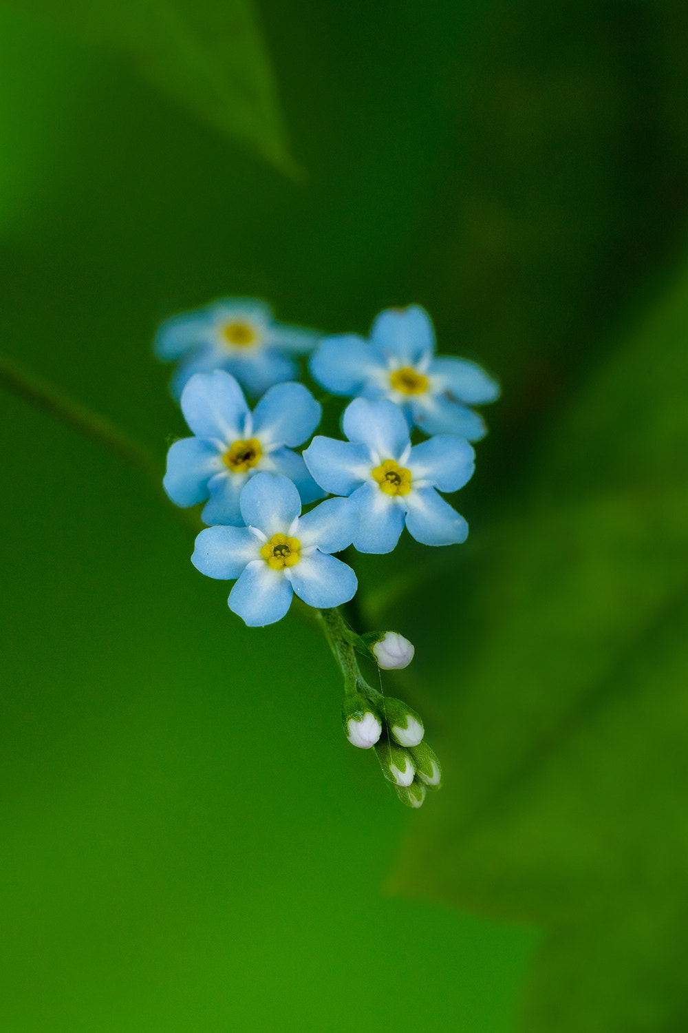Sony 100mm F2.8 Macro sample photo. Myosotis photography