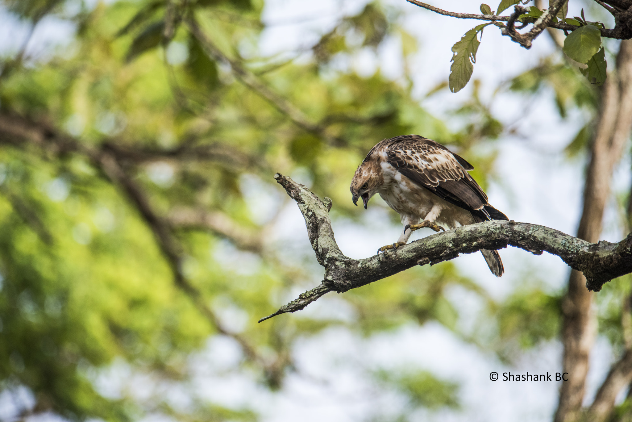 Nikon AF-S Nikkor 300mm F2.8G ED-IF VR sample photo. Hawk eagle. photography