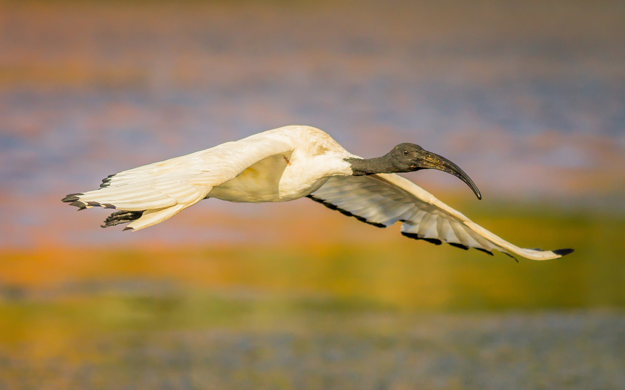 Canon EOS 1200D (EOS Rebel T5 / EOS Kiss X70 / EOS Hi) + Canon EF 400mm F5.6L USM sample photo. Sacred ibis in flight photography