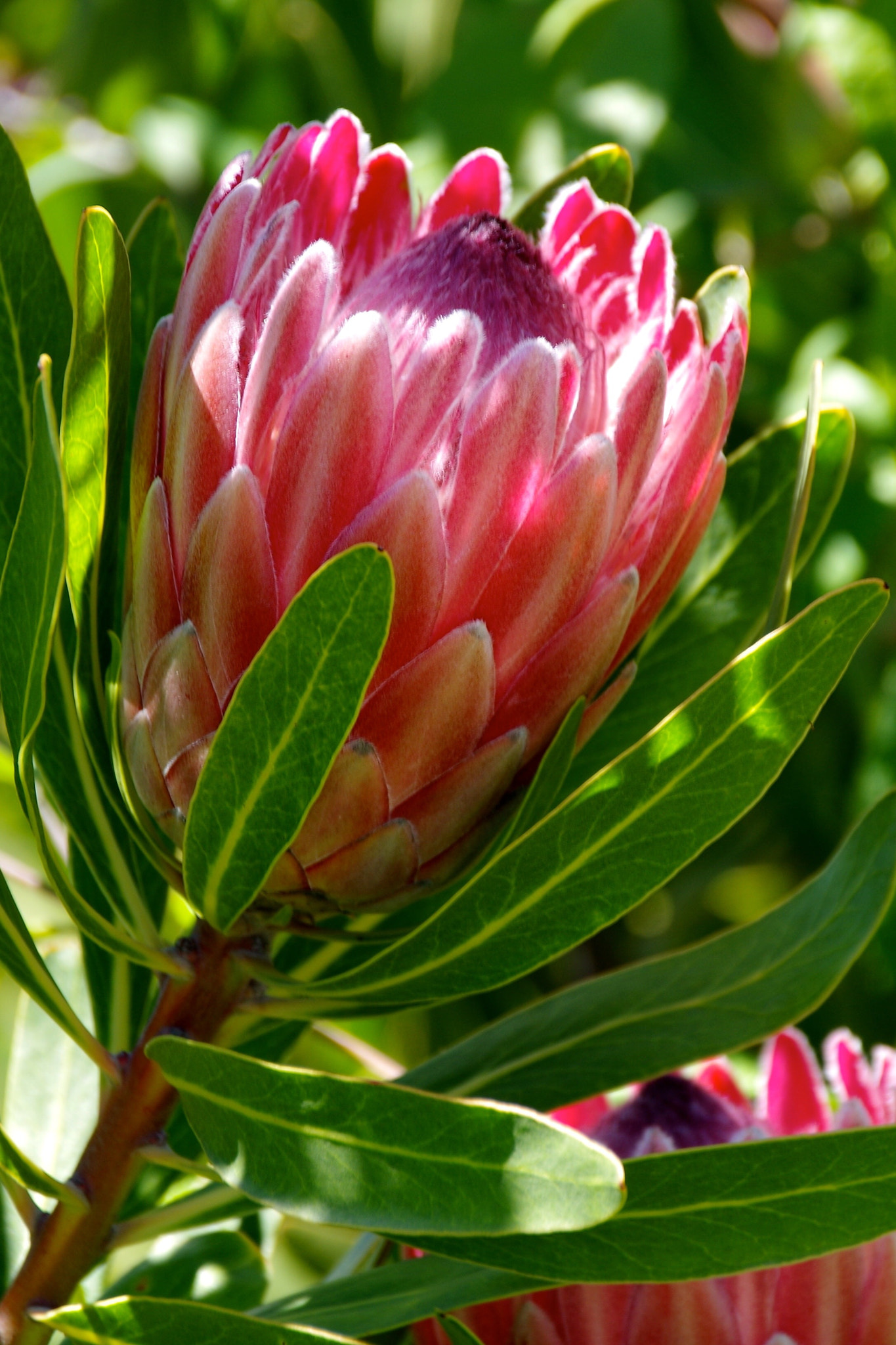 Pentax K-50 sample photo. Protea photography