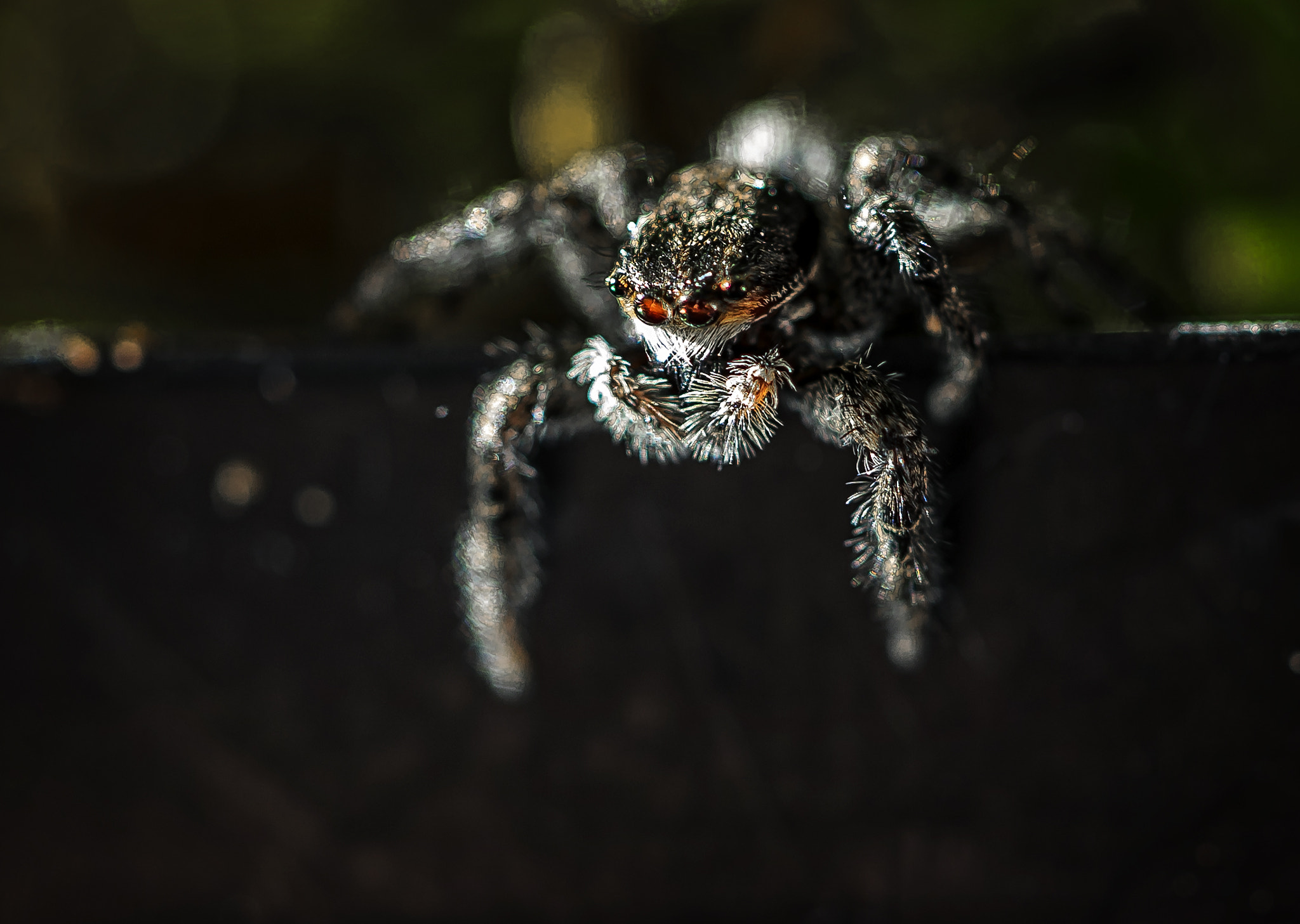 Canon EF 100mm F2.8L Macro IS USM sample photo. Golden eyes photography